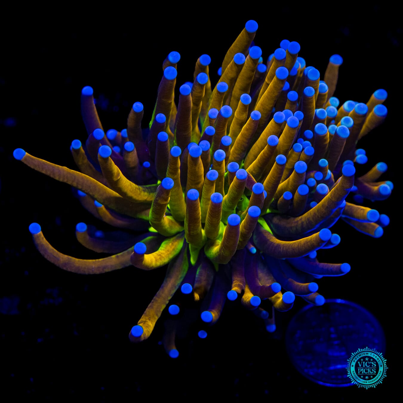 Fel Flame Torch - Daylight Photo