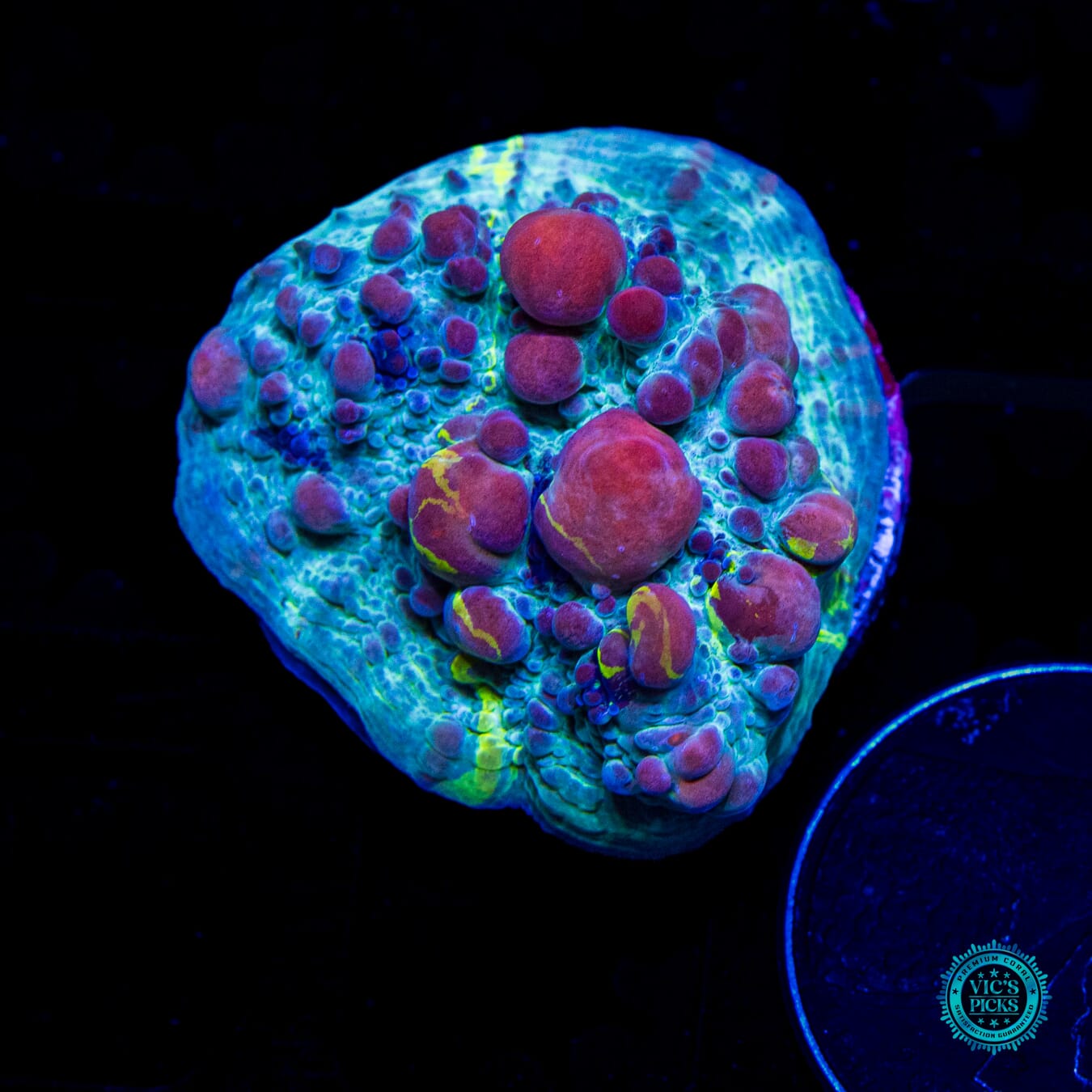 WWC Cosmic Candy Bounce Chalice - Daylight Photo