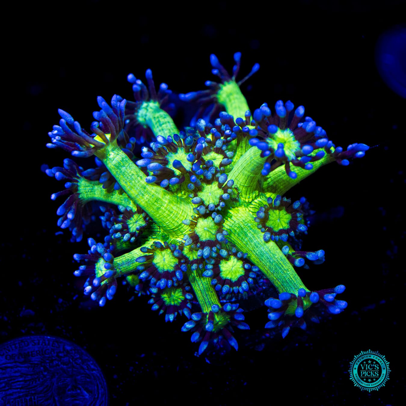 WWC Shadow Flame Goniopora - Daylight Photo