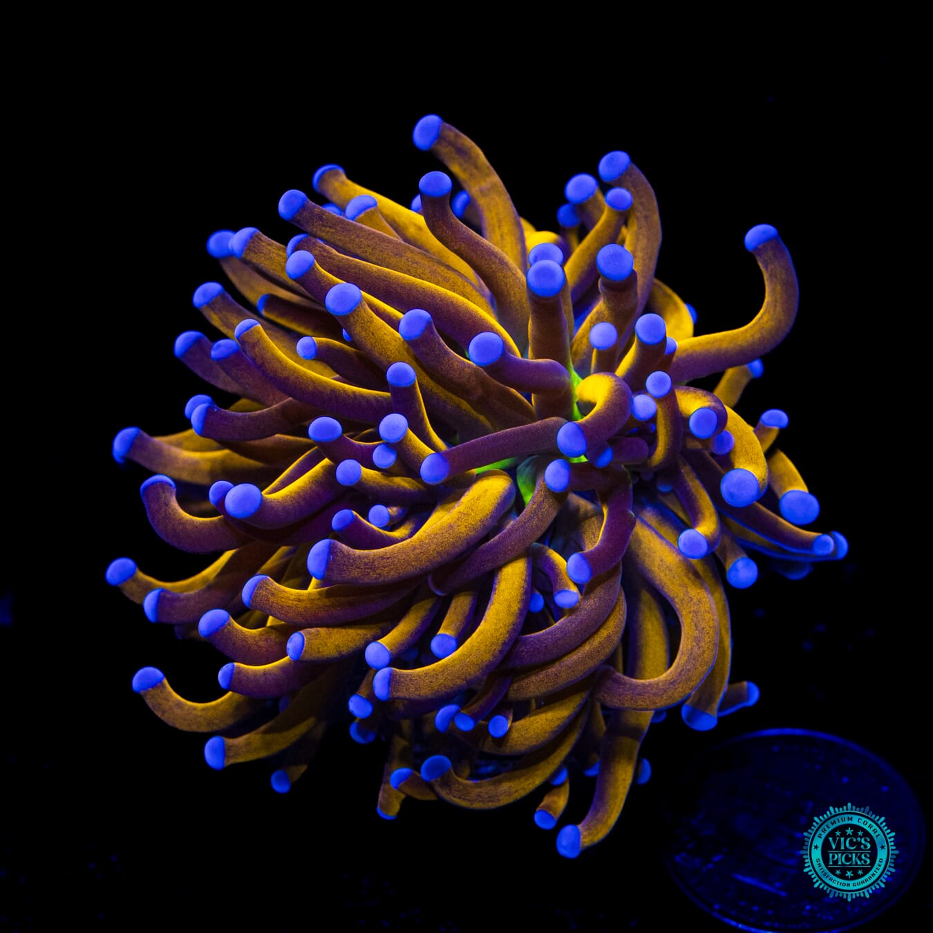 WWC In-House Spawned 24K Torch - Daylight Photo