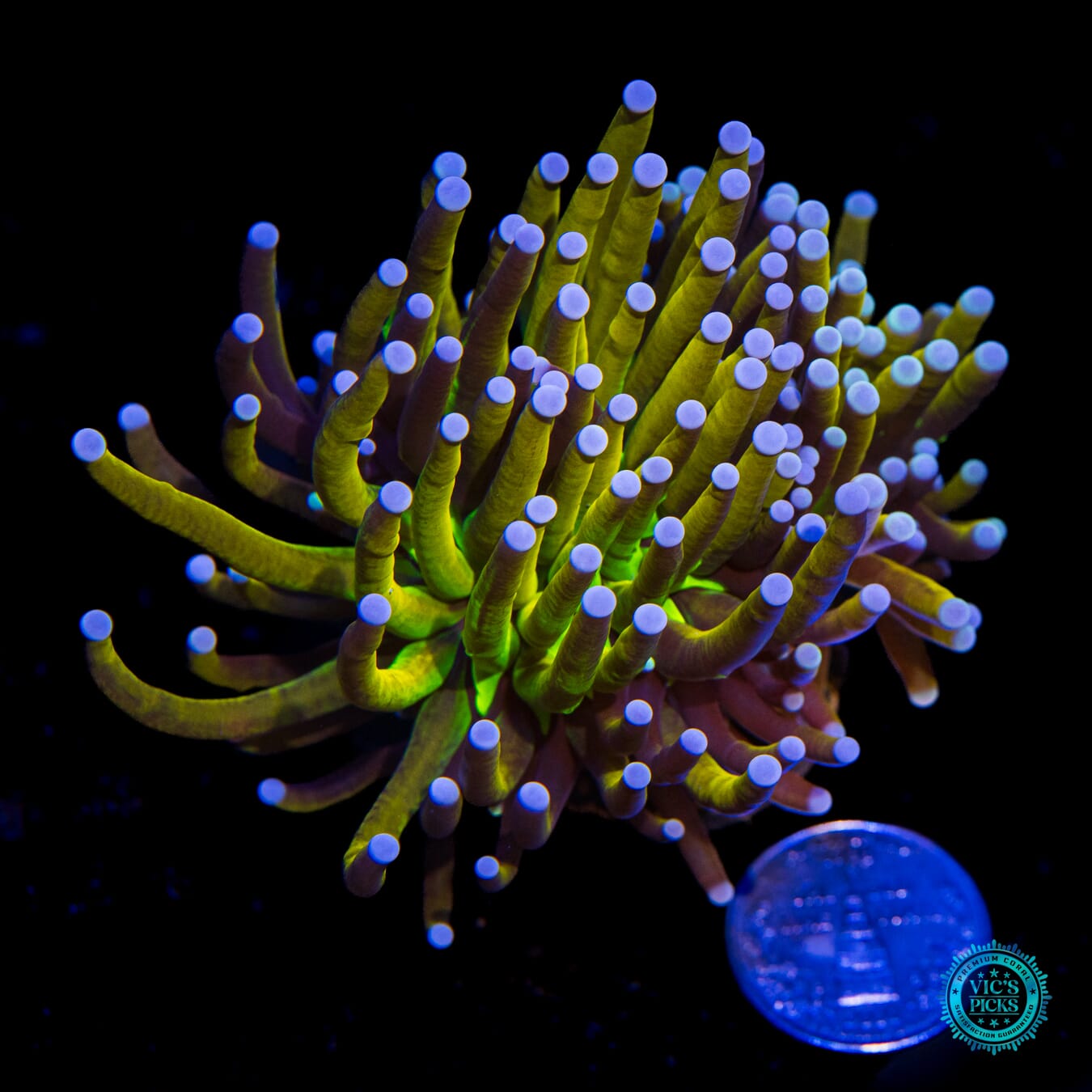 Fel Flame Torch - Actinic Photo