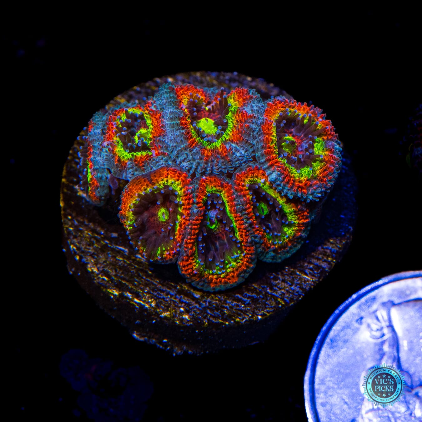 WWC Holy Grail Micromussa - Actinic Photo