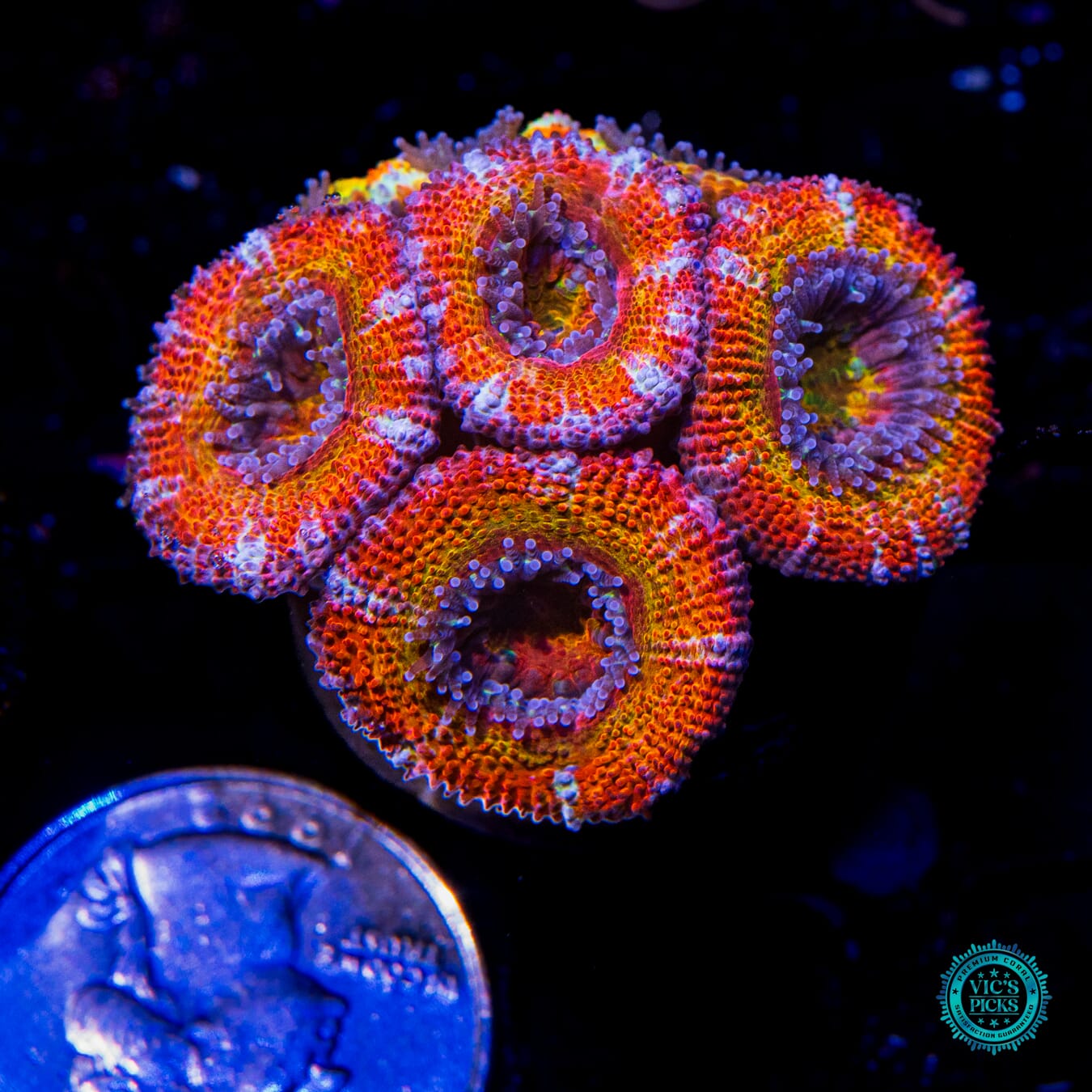 WWC Boinkerz Aussie Lord - Actinic Photo