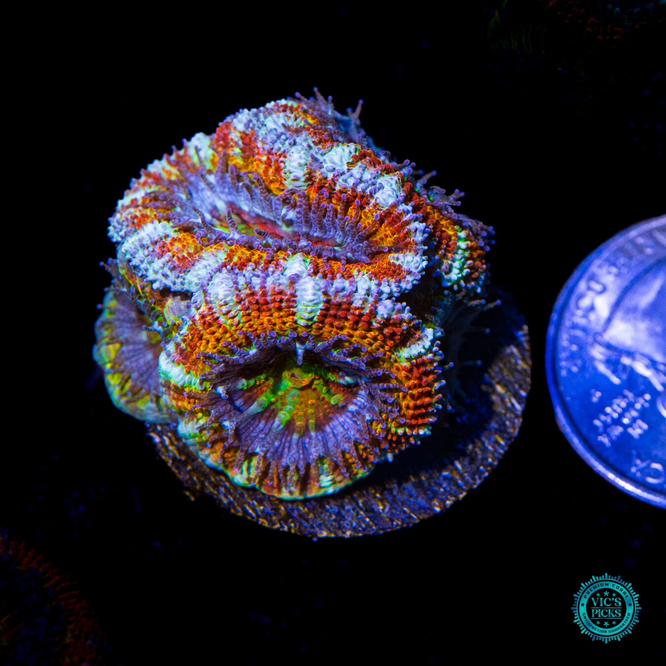WWC Clown Car Aussie Lord - Actinic Photo