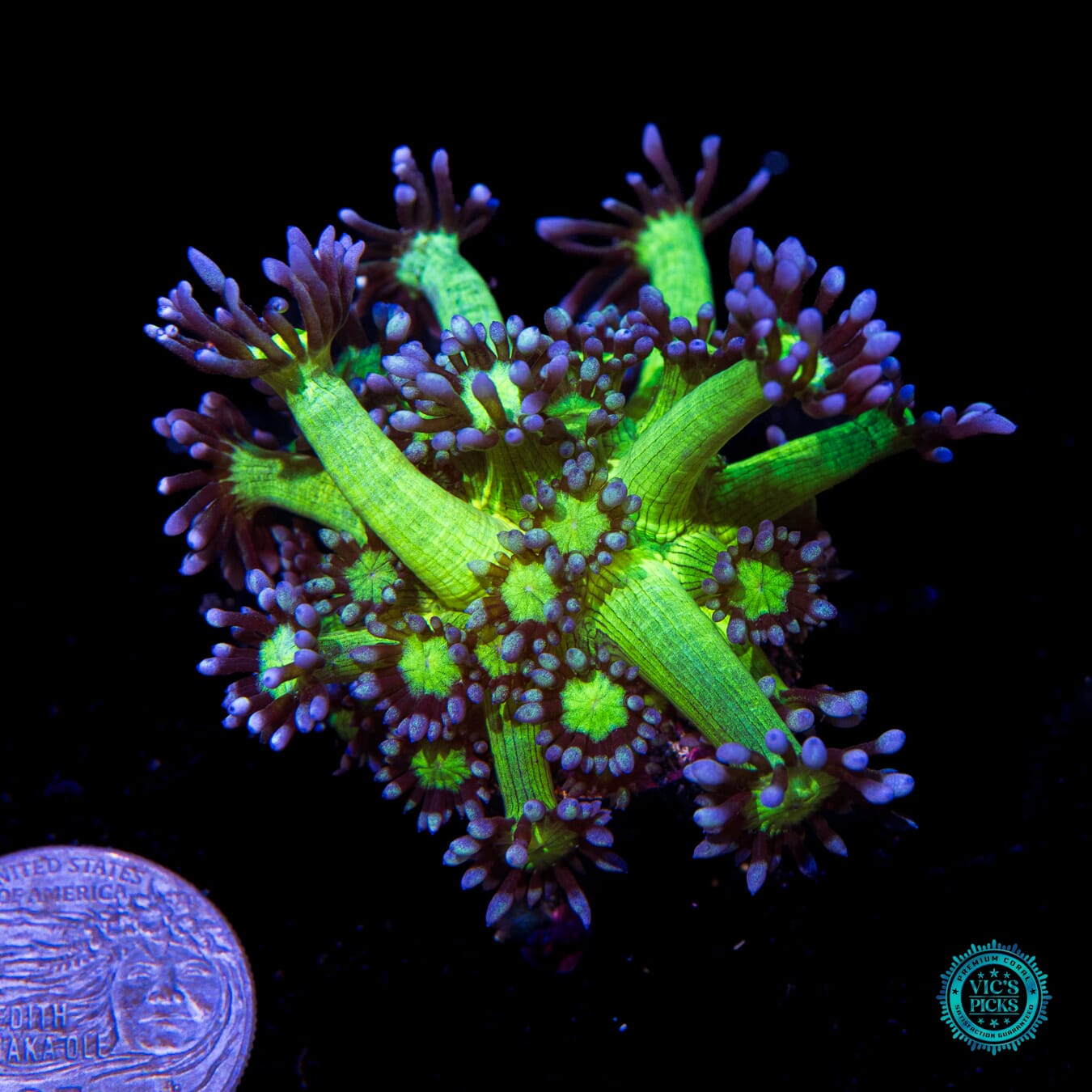 WWC Shadow Flame Goniopora - Actinic Photo