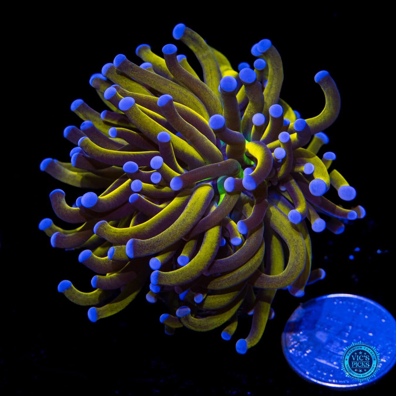 WWC In-House Spawned 24K Torch - Actinic Photo