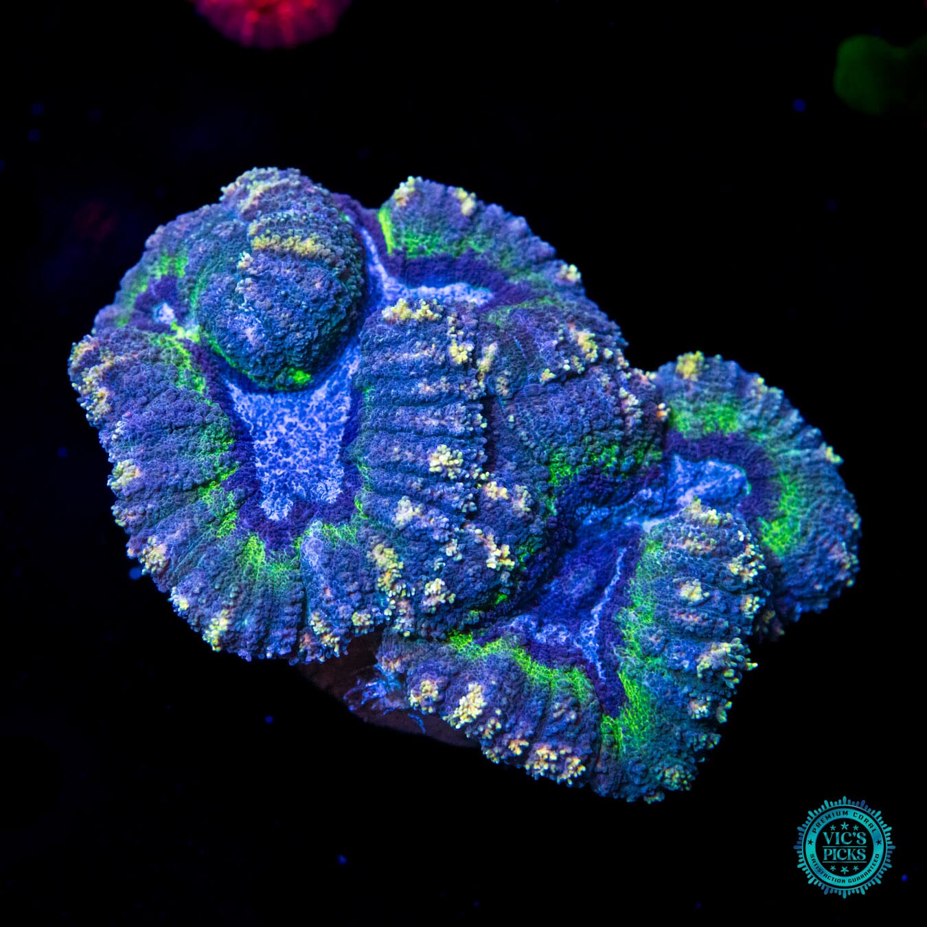 Frigid Fantasy Lobophyllia - Daylight Photo