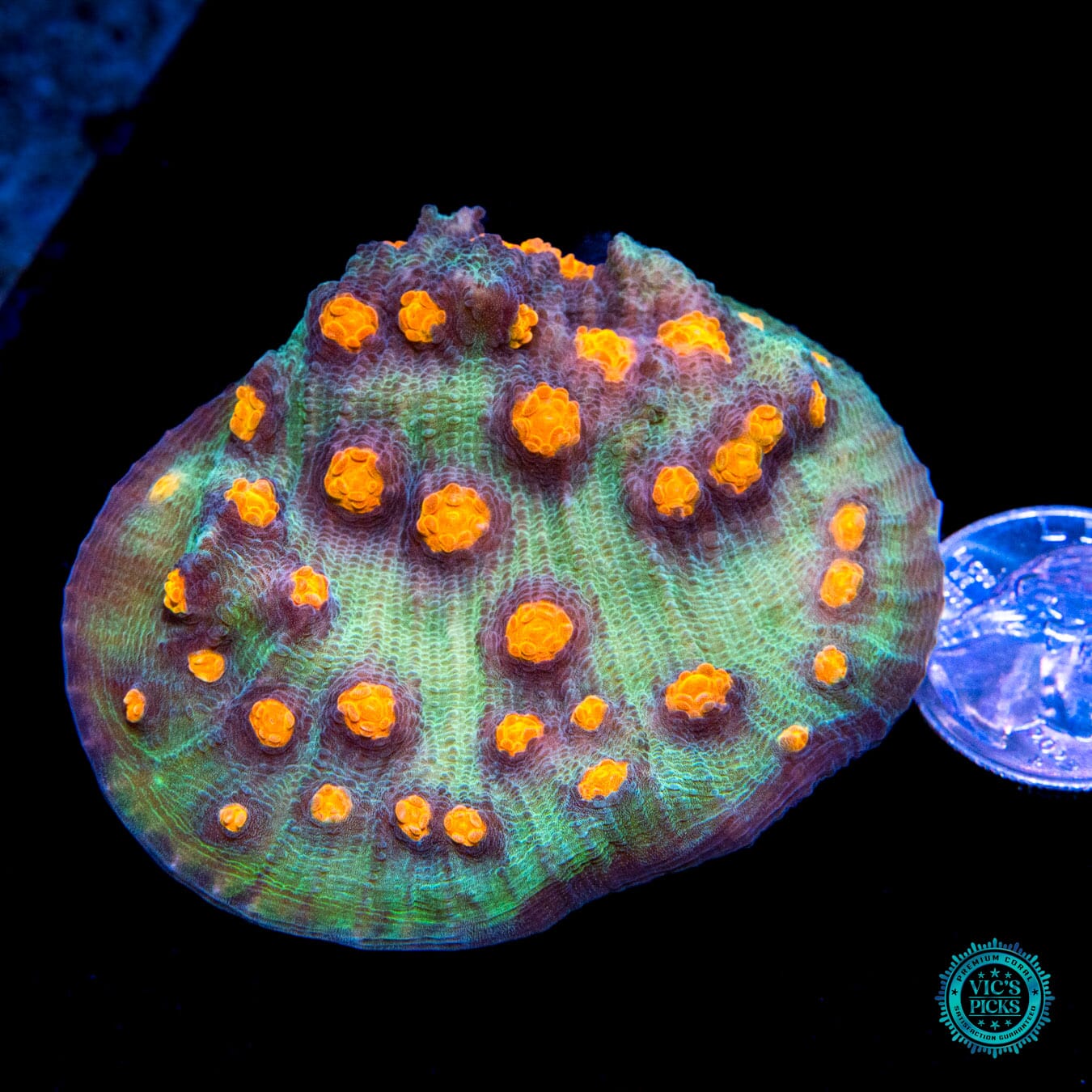 WWC Pumpkin Head Mycedium Chalice - Actinic Photo