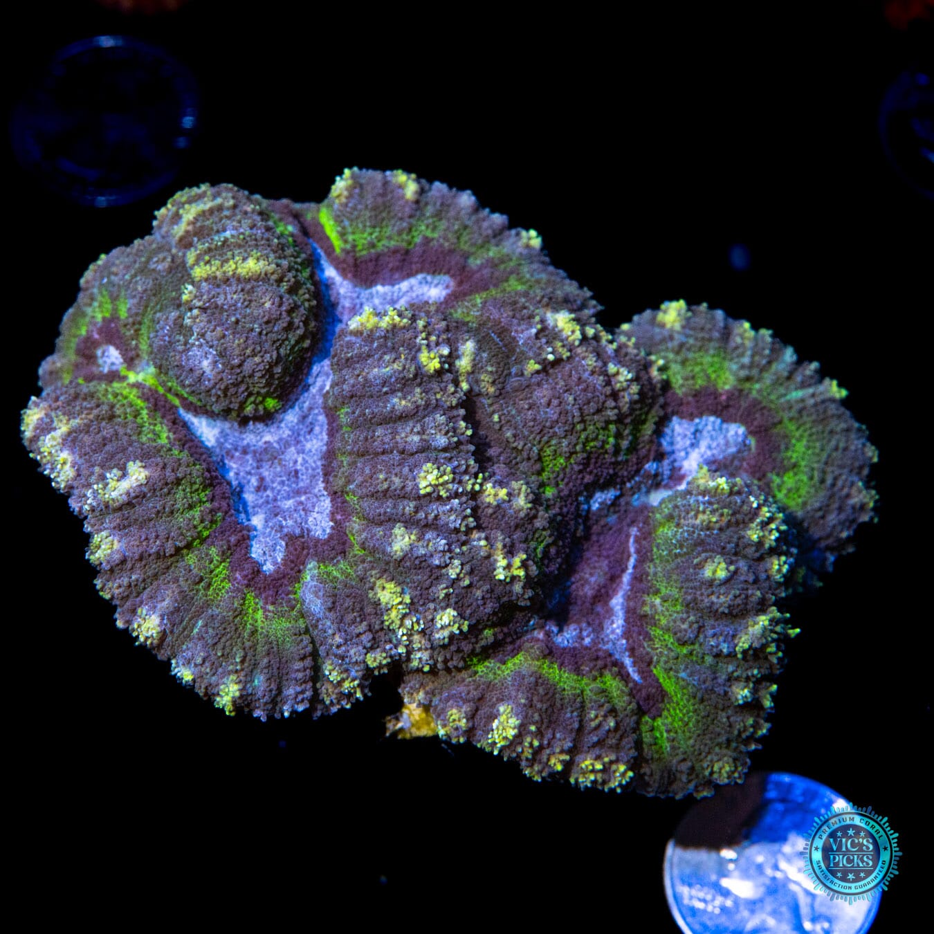 Frigid Fantasy Lobophyllia - Actinic Photo