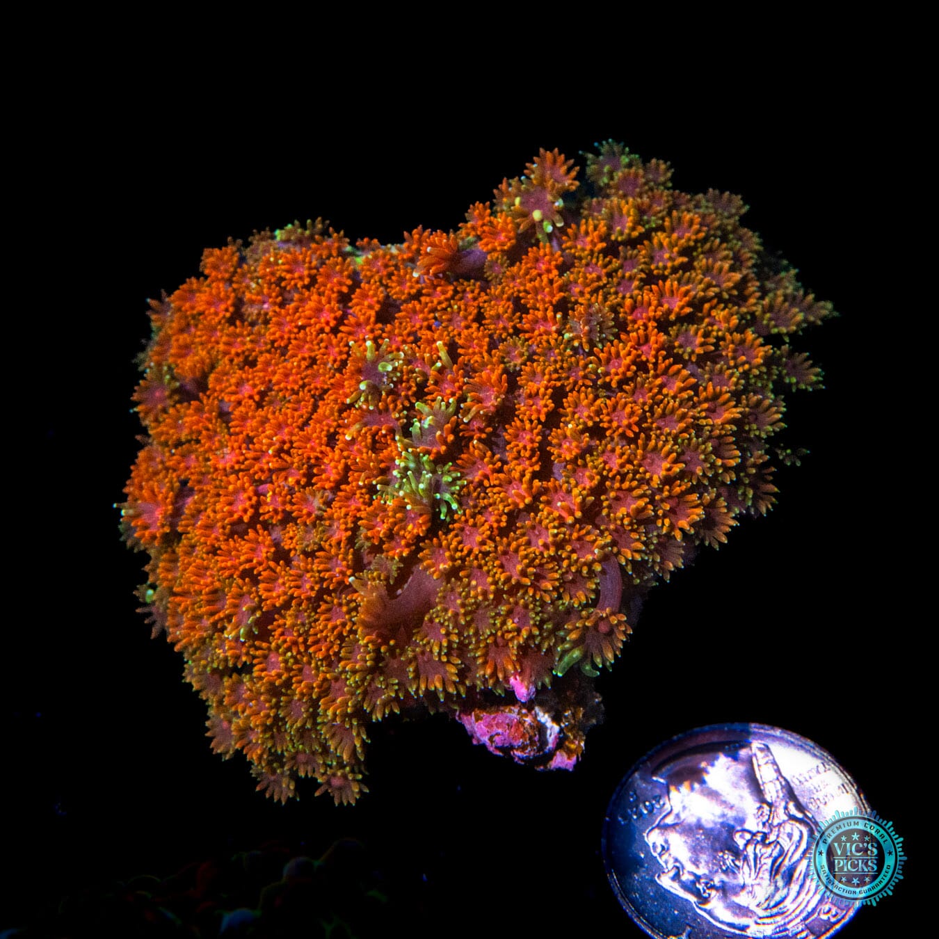 WWC Mai Tai Micro Goniopora - Actinic Photo