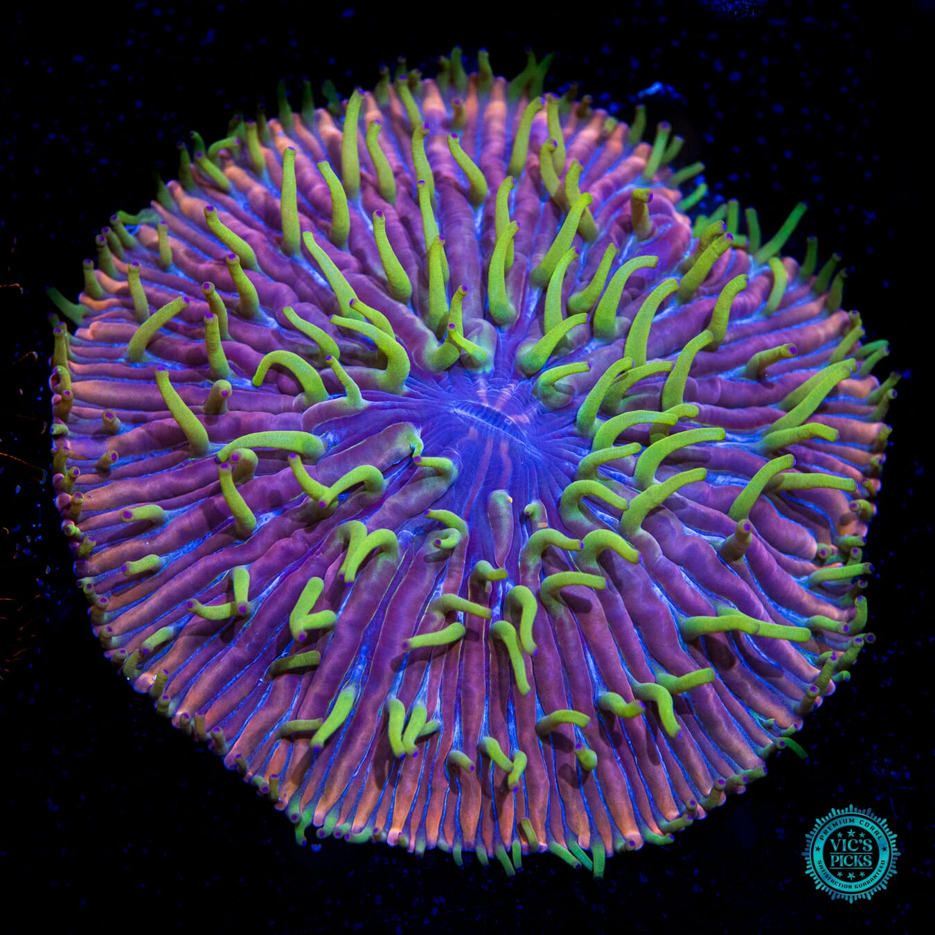 Martian Love Plate Coral - Daylight Photo