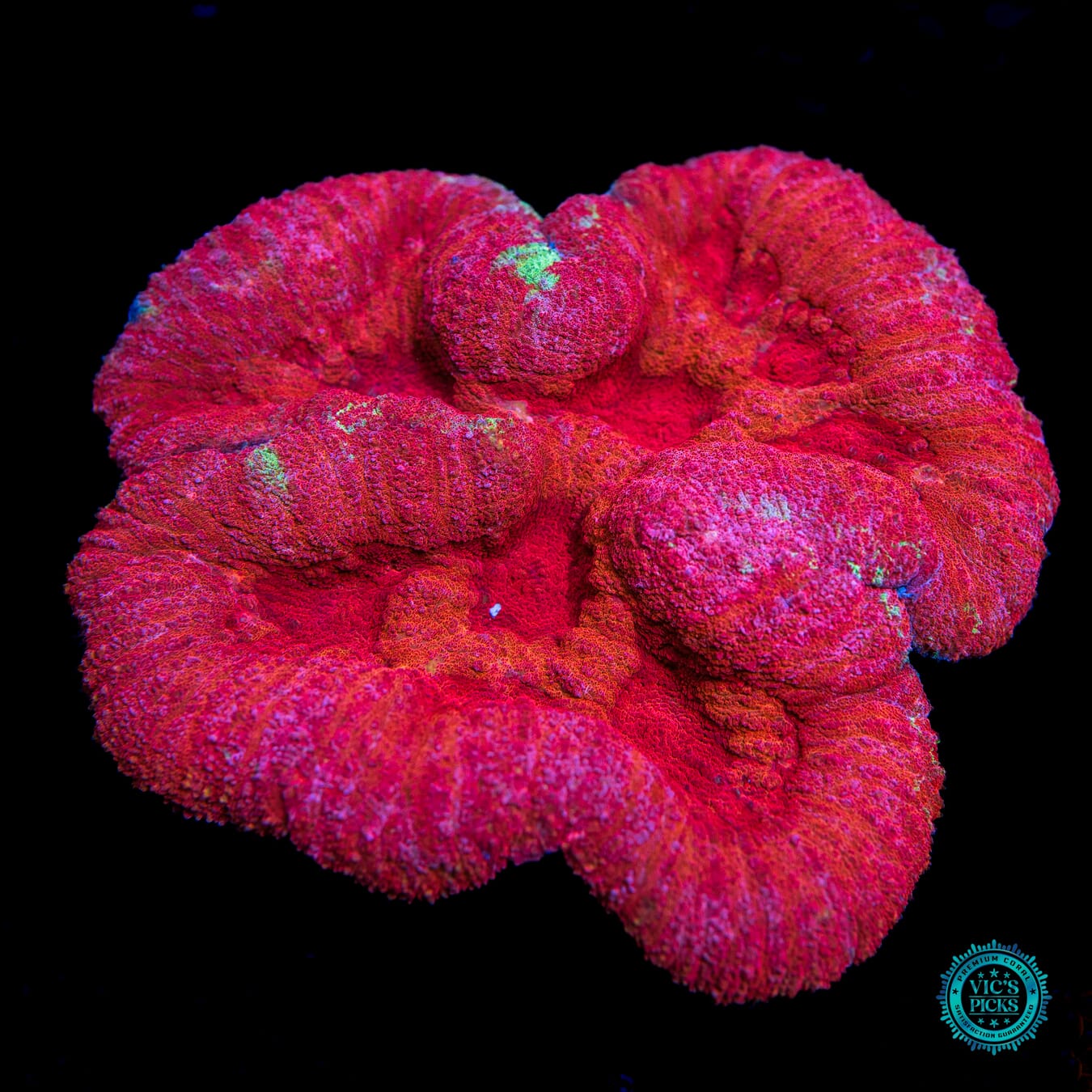 Raspberry Bliss Lobophyllia - Daylight Photo