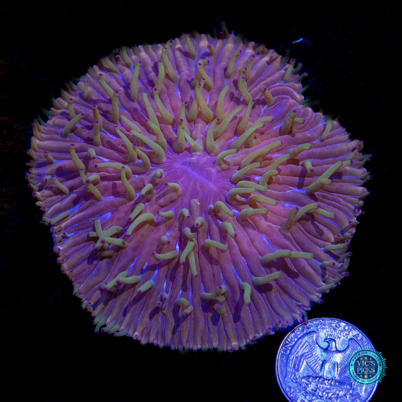 Martian Love Plate Coral - Actinic Photo