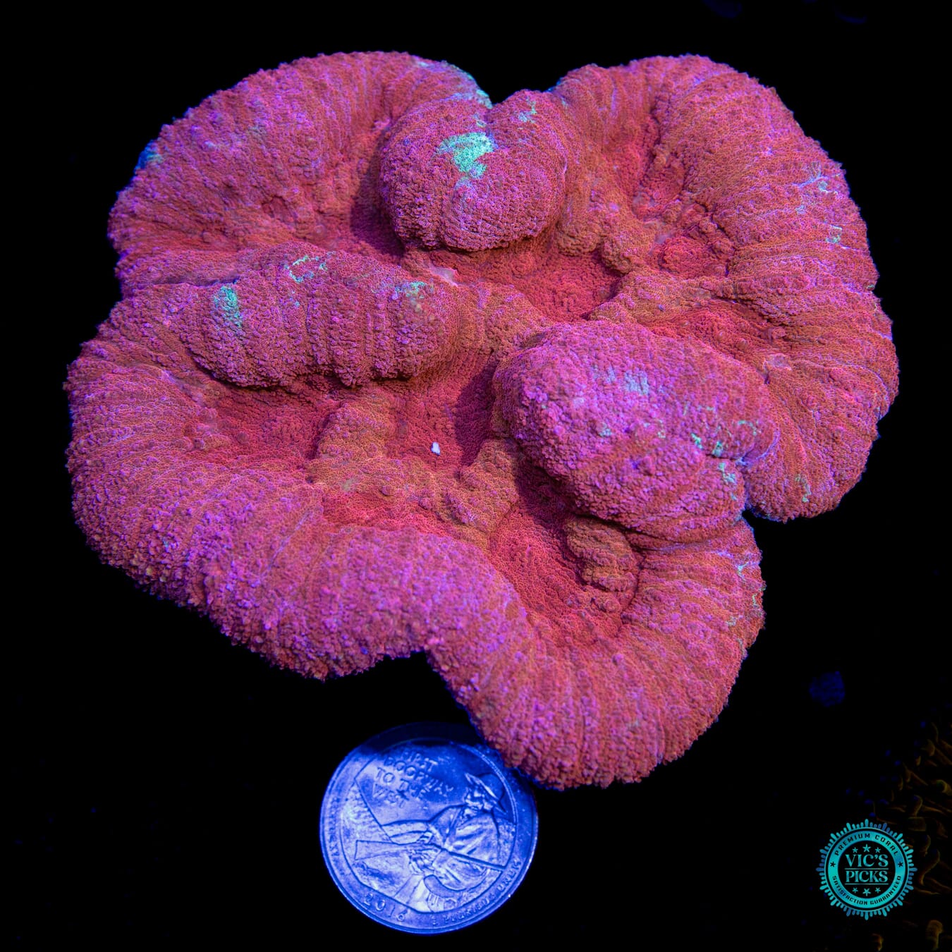 Raspberry Bliss Lobophyllia - Actinic Photo