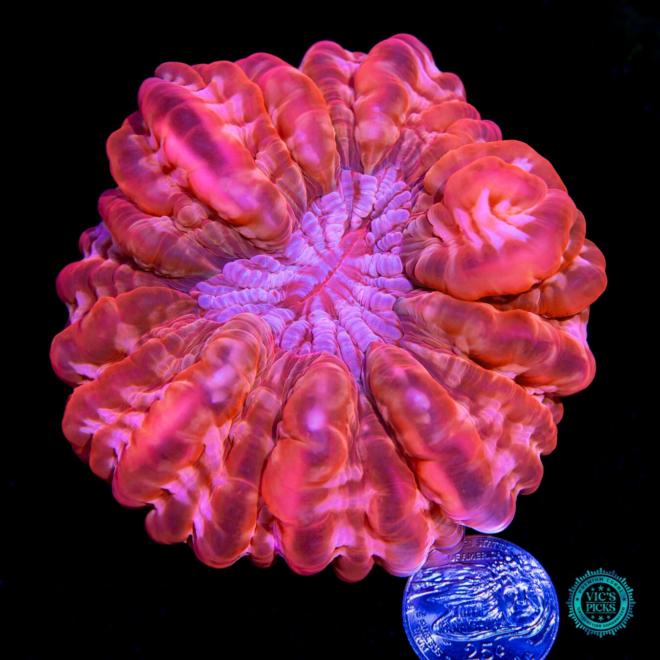 Strawberry Perfection Cynarina - Actinic Photo