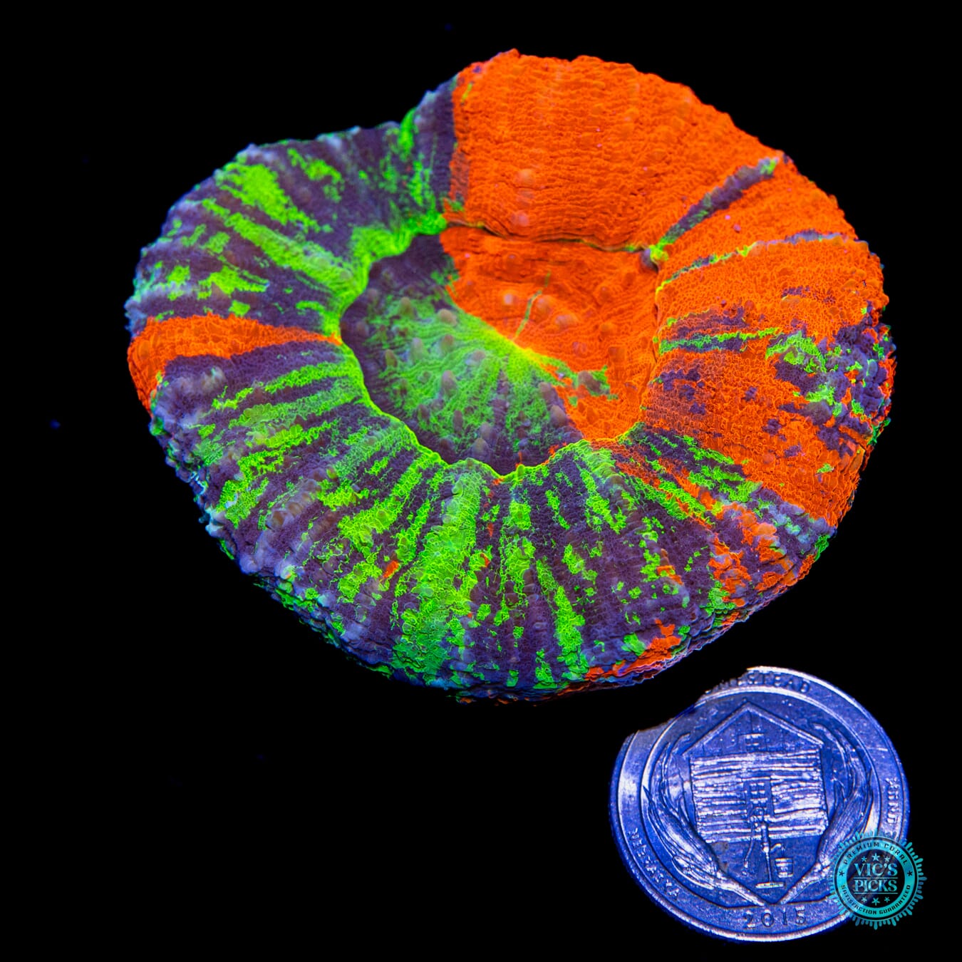 World's Apart Scolymia - Actinic Photo