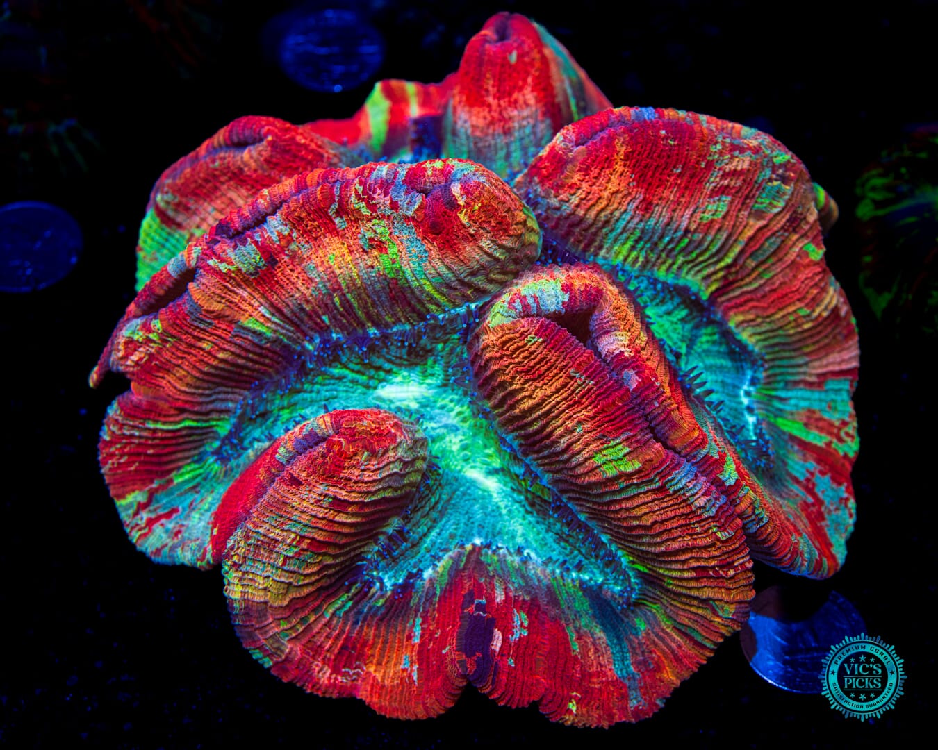 EDC Trachyphyllia - Daylight Photo