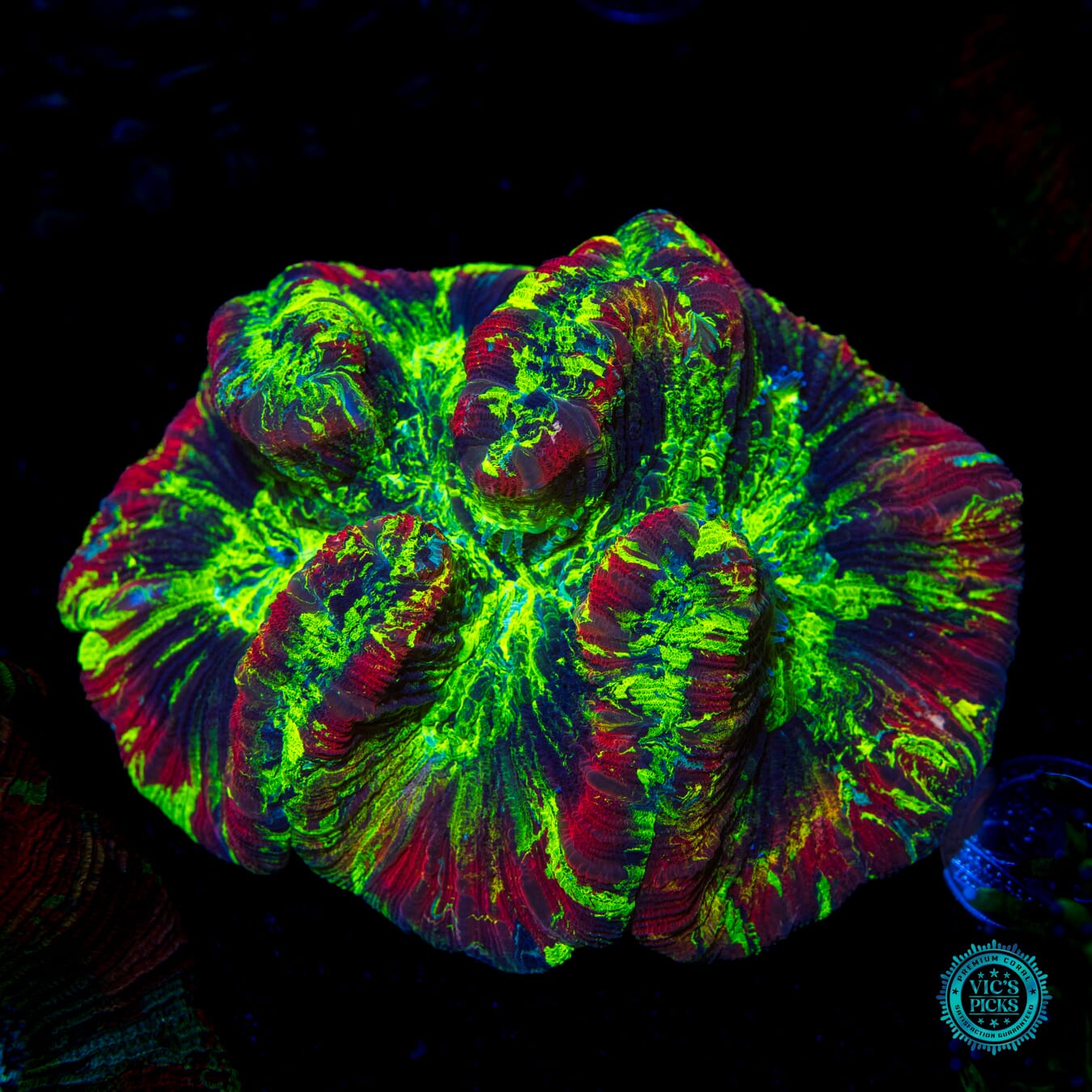 System Overload Trachyphyllia - Daylight Photo