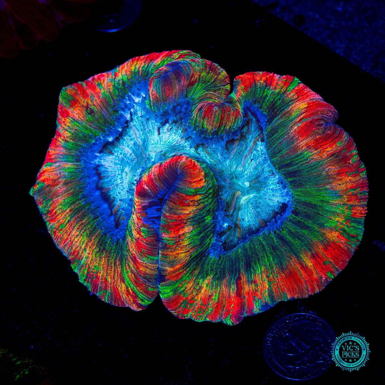 Nuclear Rainbow Trachyphyllia - Daylight Photo