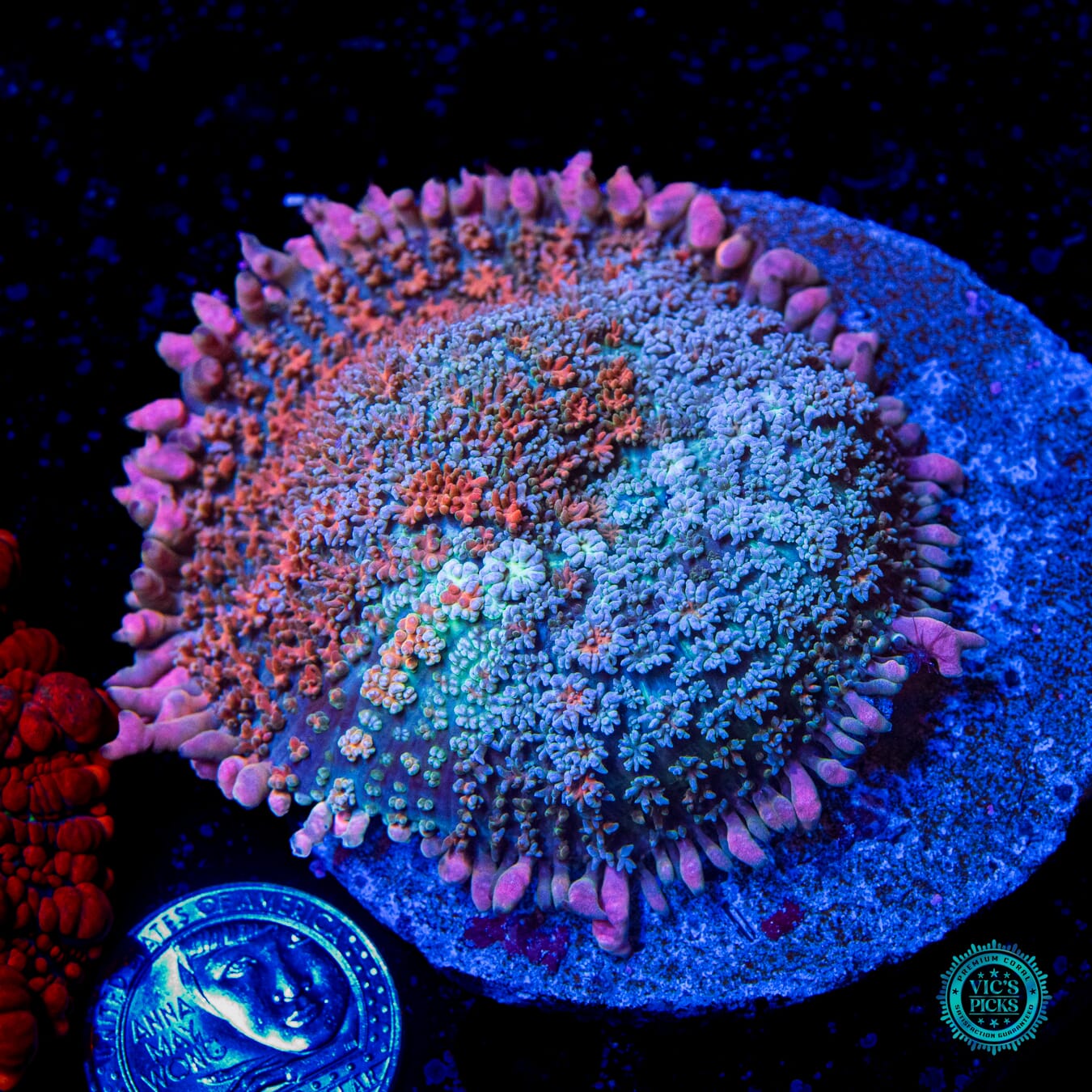 Rose Rainbow Carpet Mushroom - Daylight Photo