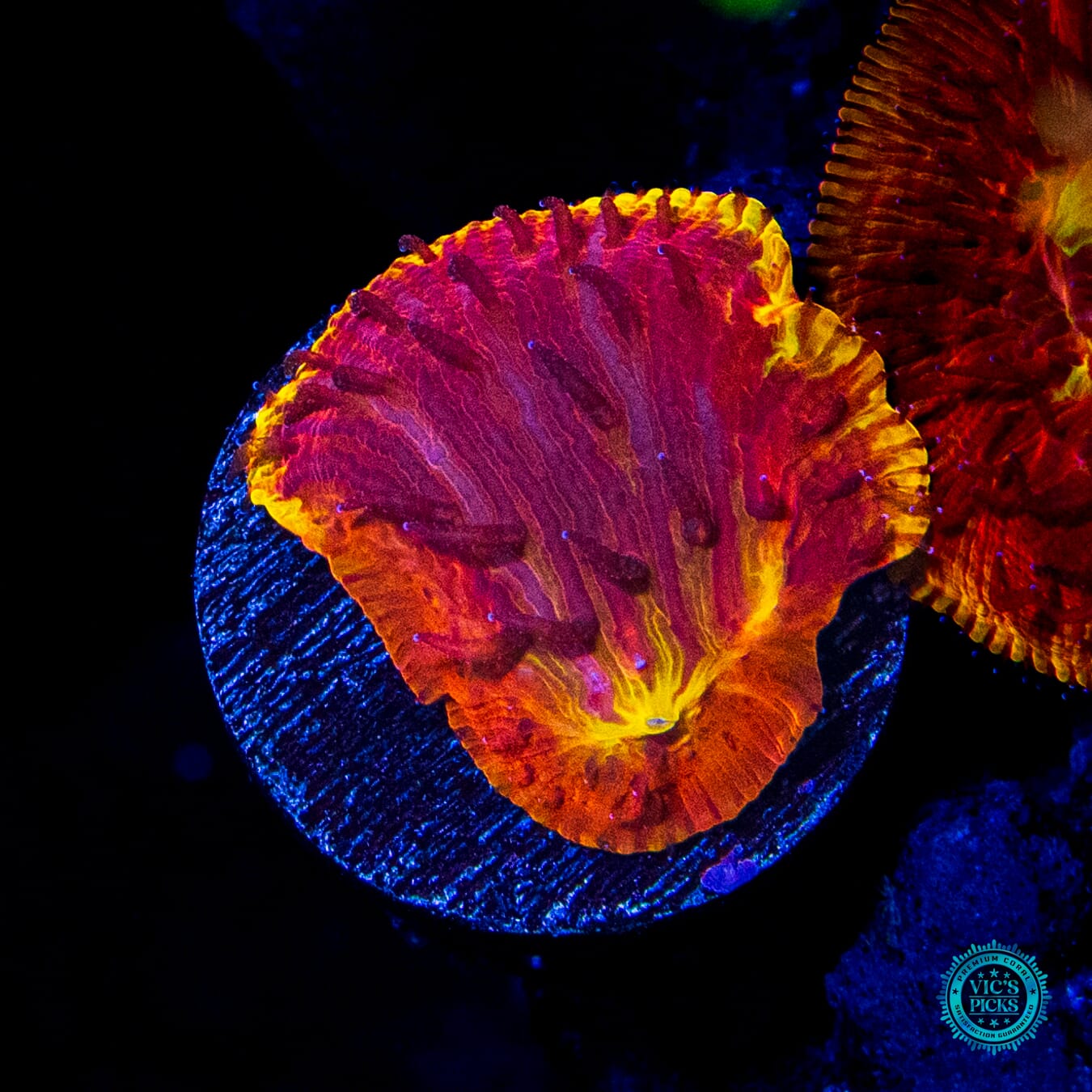 CB Flamethrower Diaseris - Daylight Photo