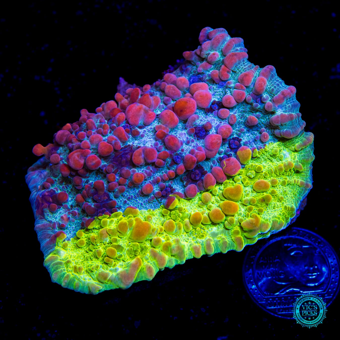 WWC Cosmic Candy Bounce Chalice - Daylight Photo