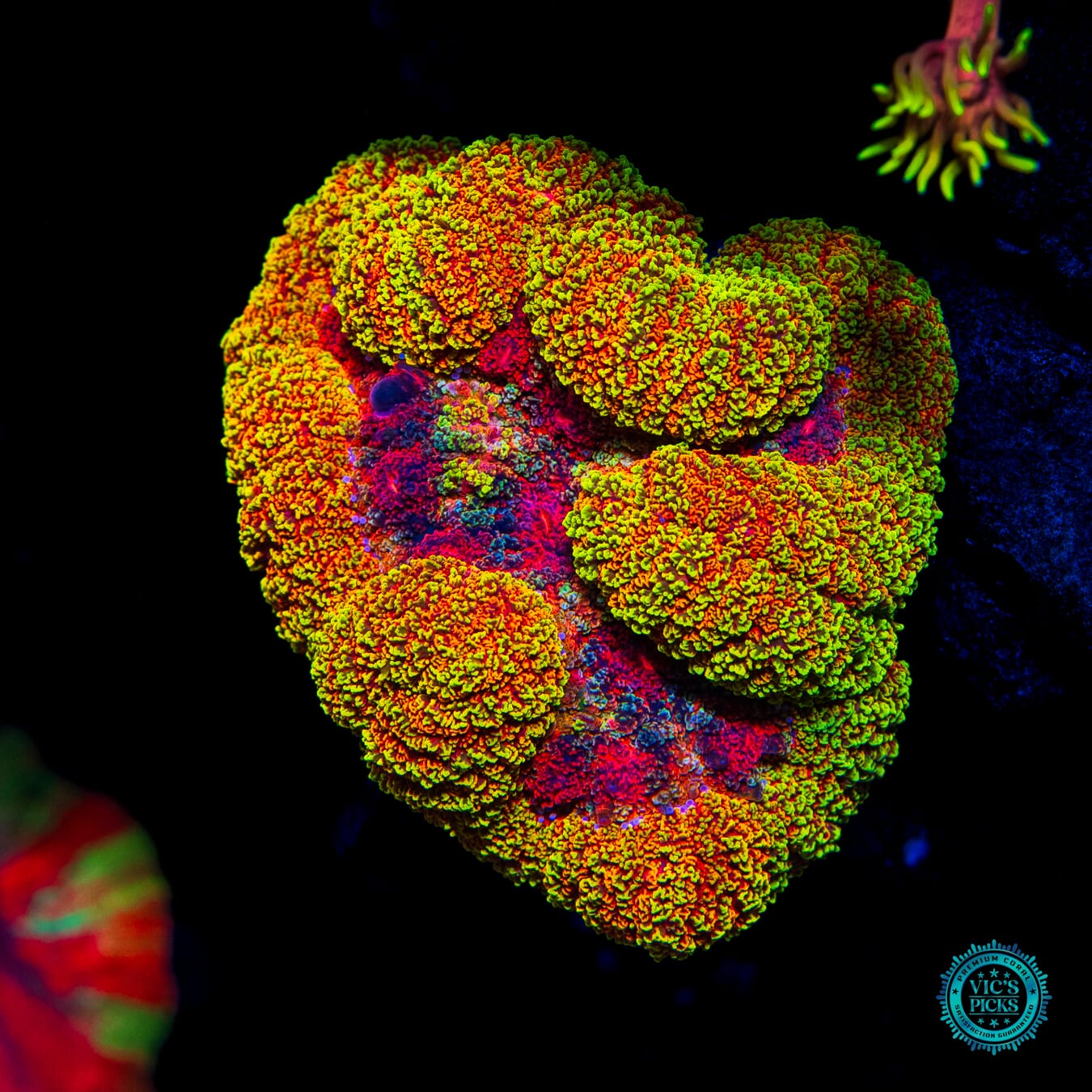 Thunder King Acanthastrea Maxima - Daylight Photo