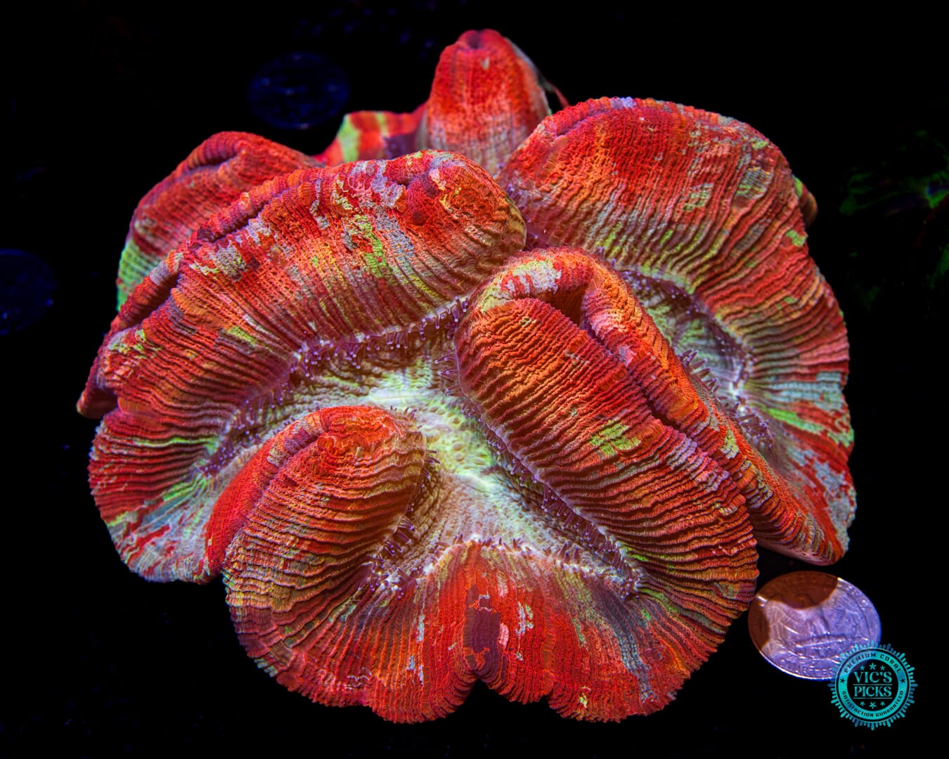 EDC Trachyphyllia - Actinic Photo