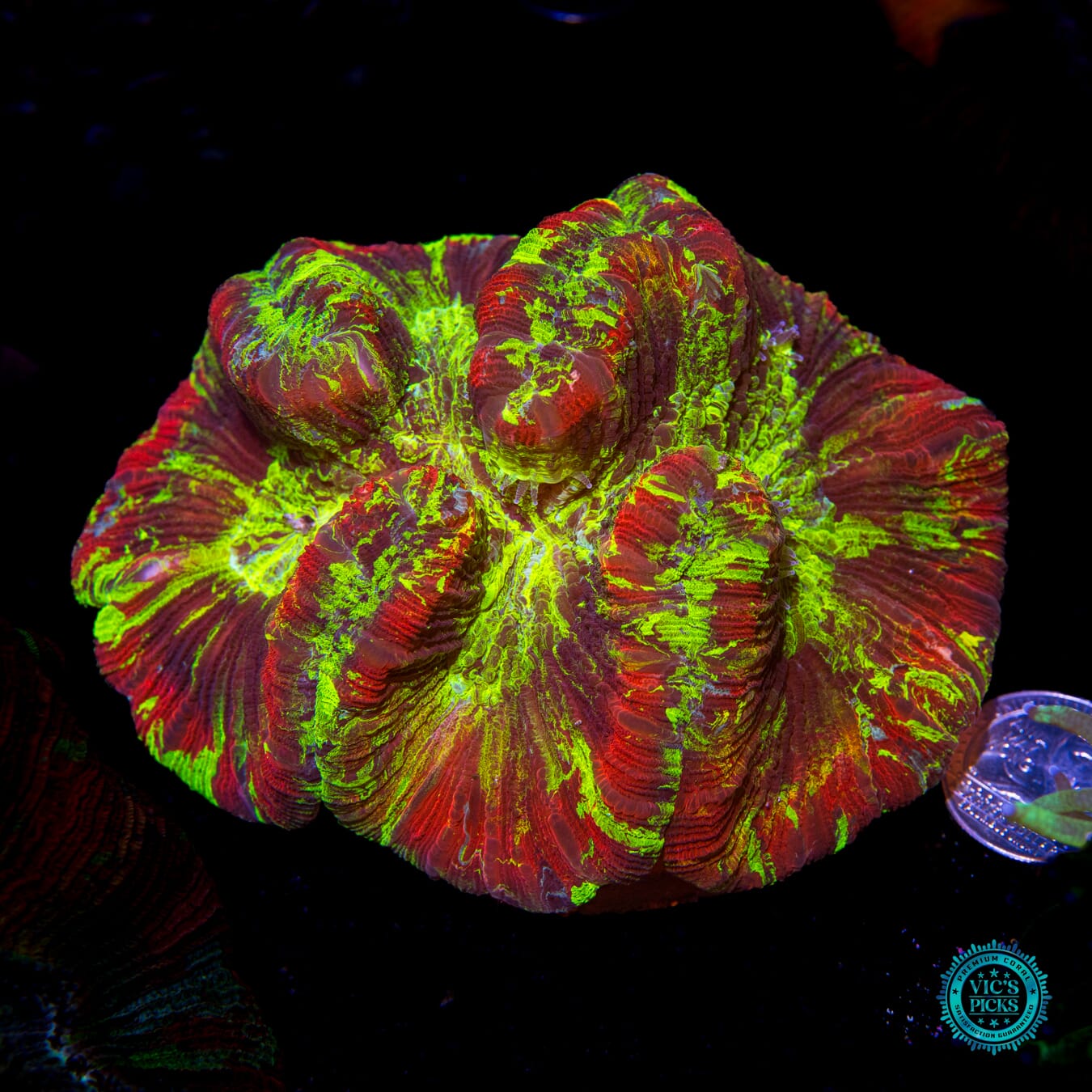 System Overload Trachyphyllia - Actinic Photo