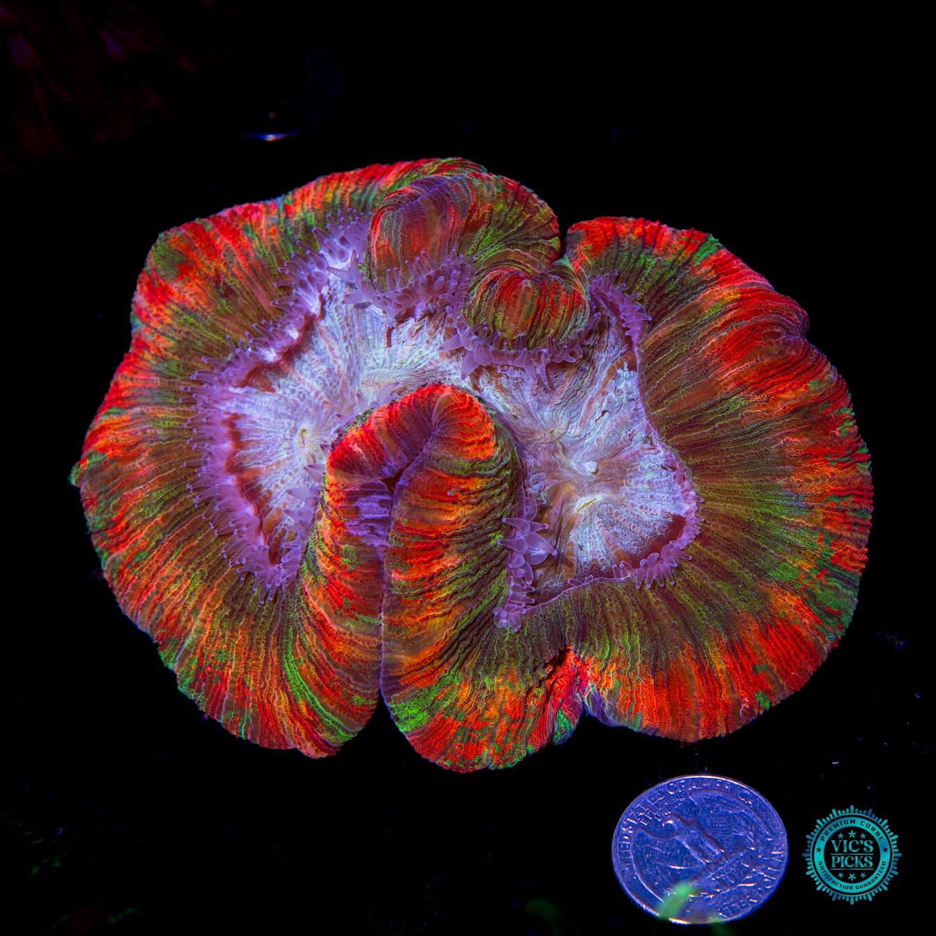 Nuclear Rainbow Trachyphyllia - Actinic Photo