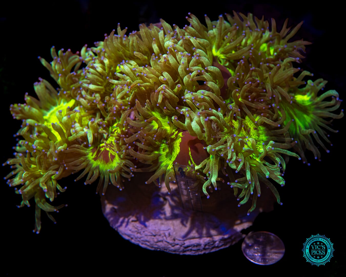 Electric Lavender Tipped Elegance - Actinic Photo