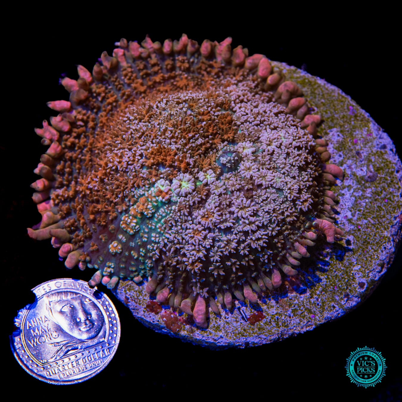 Rose Rainbow Carpet Mushroom - Actinic Photo