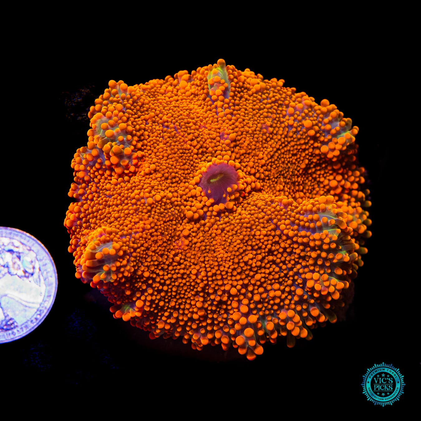 Fanta Dream Yuma Mushroom - Actinic Photo