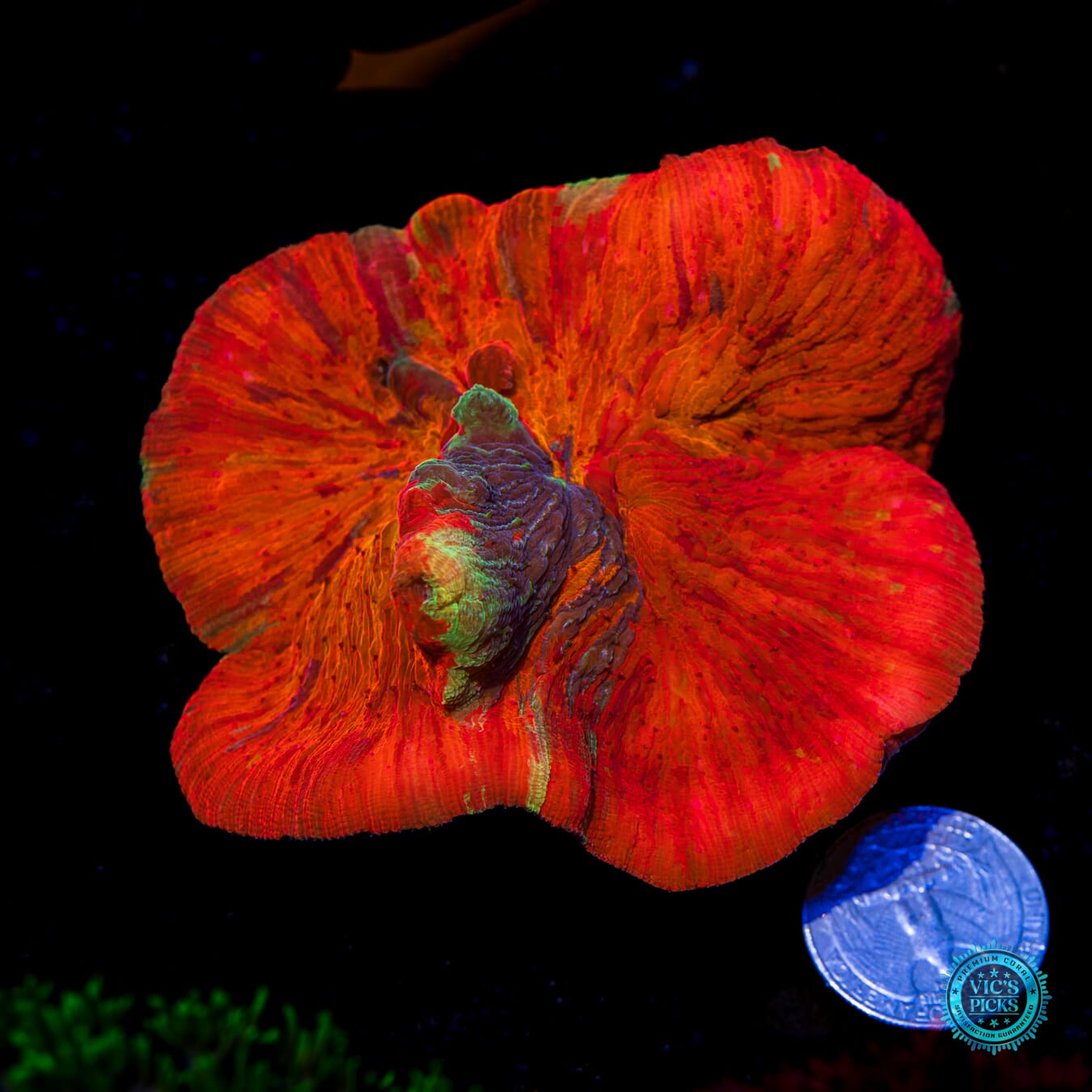WWC Diablo Diaseris - Actinic Photo