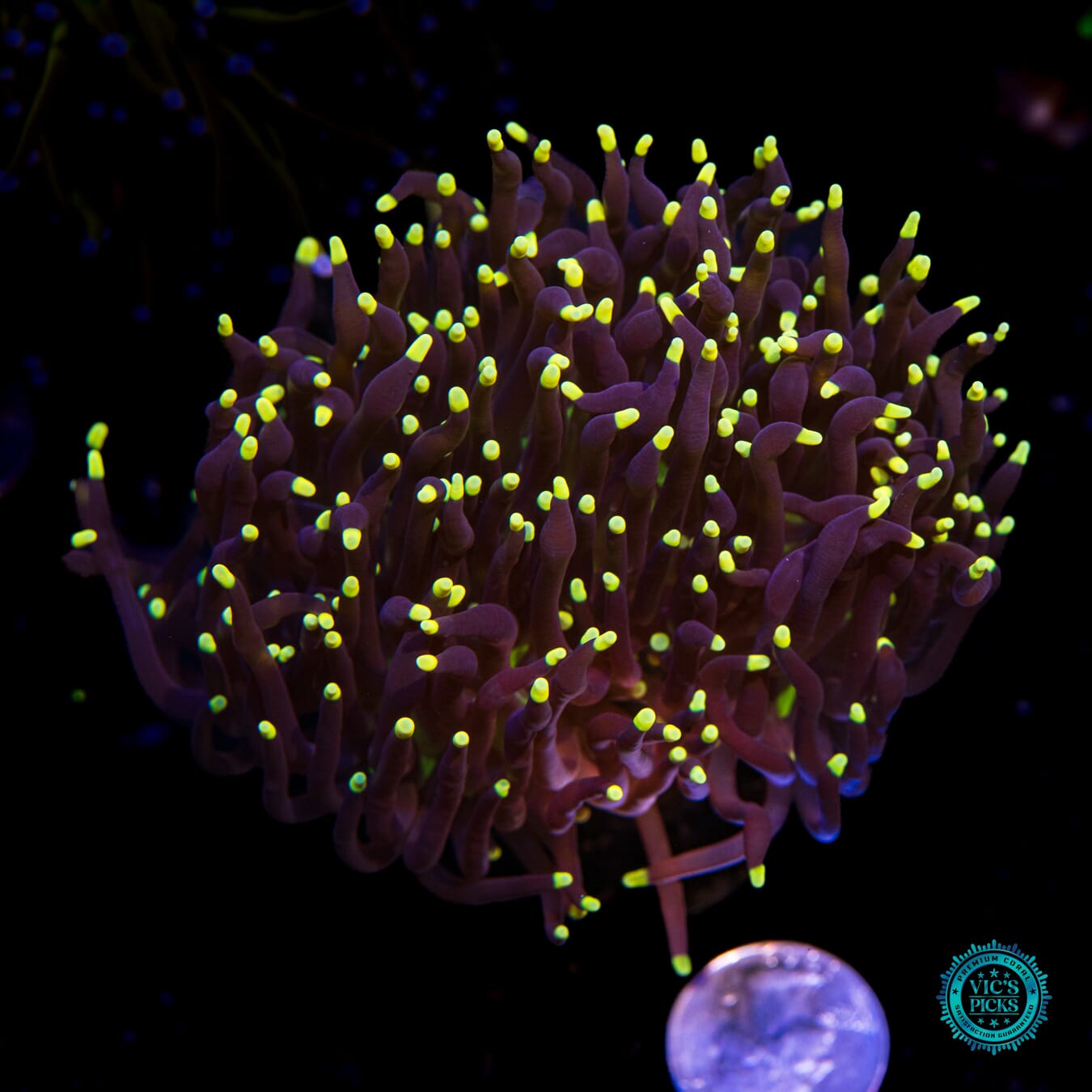 Joker Torch - Actinic Photo
