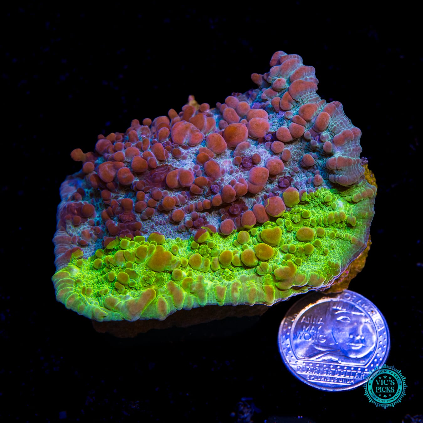 WWC Cosmic Candy Bounce Chalice - Actinic Photo