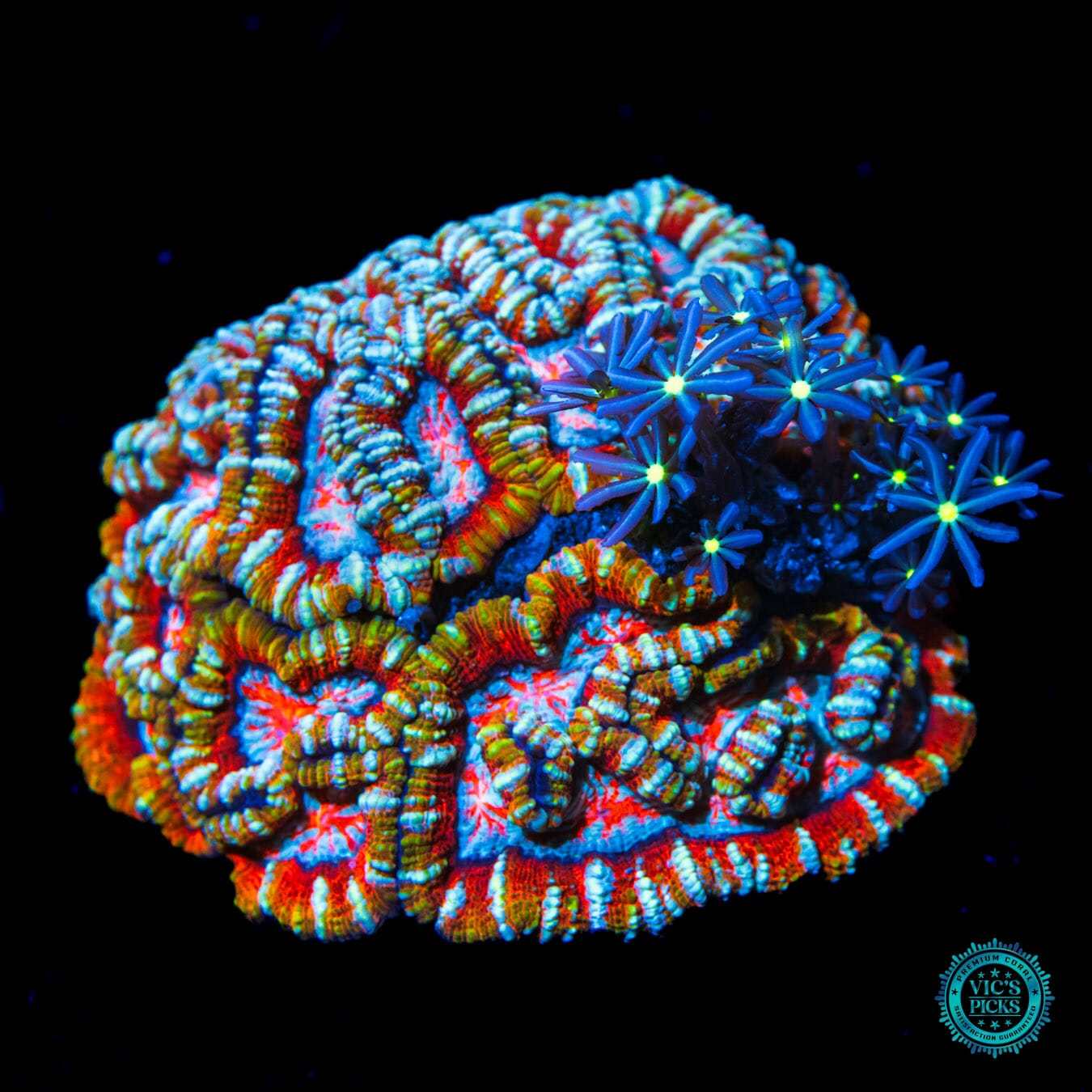 Tigers Blood Symphyllia wilsoni and Midnight Daisy Polyps Combo - Daylight Photo