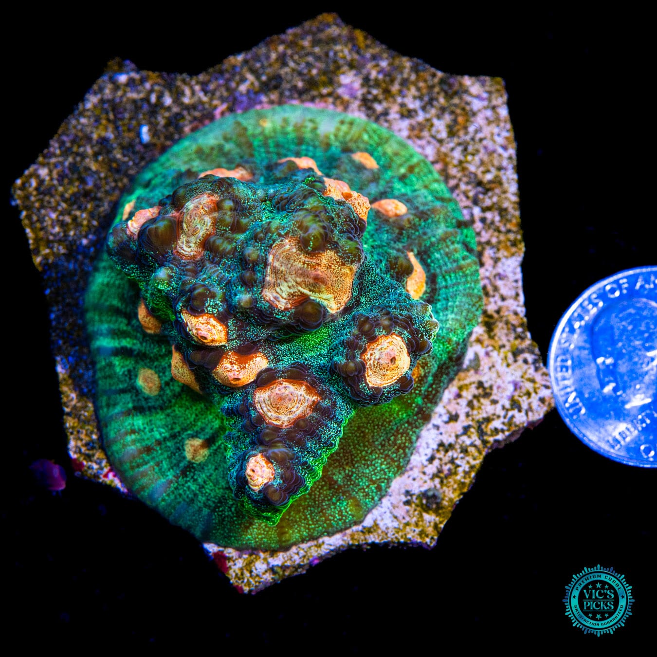 WWC Pumpkin Eater Mycedium Chalice - Actinic Photo