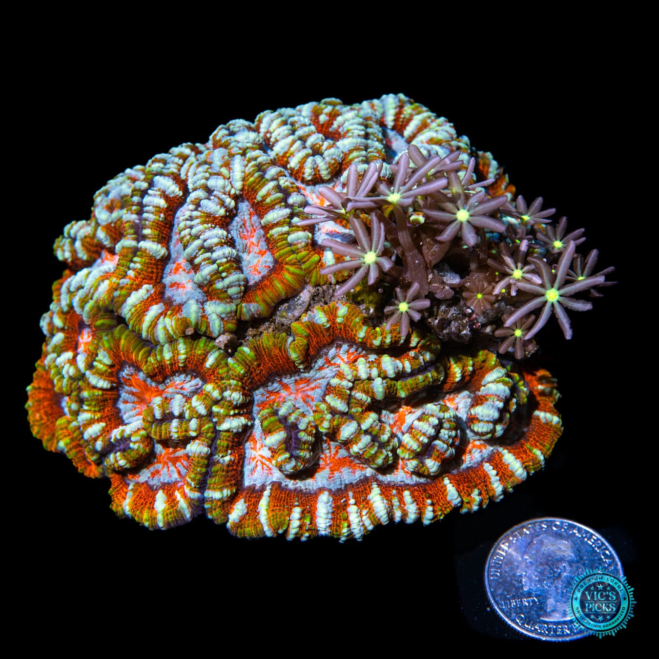 Tigers Blood Symphyllia wilsoni and Midnight Daisy Polyps Combo - Actinic Photo