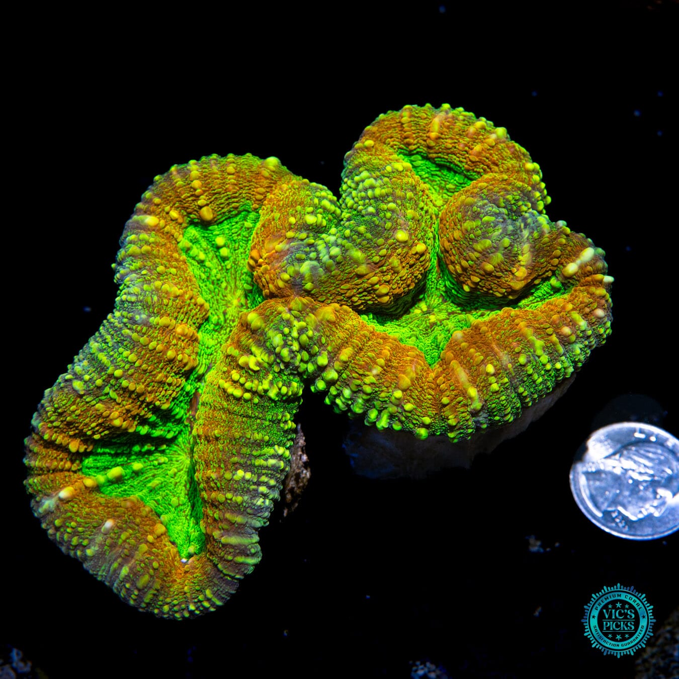 Alien Experiment Lobophyllia - Actinic Photo