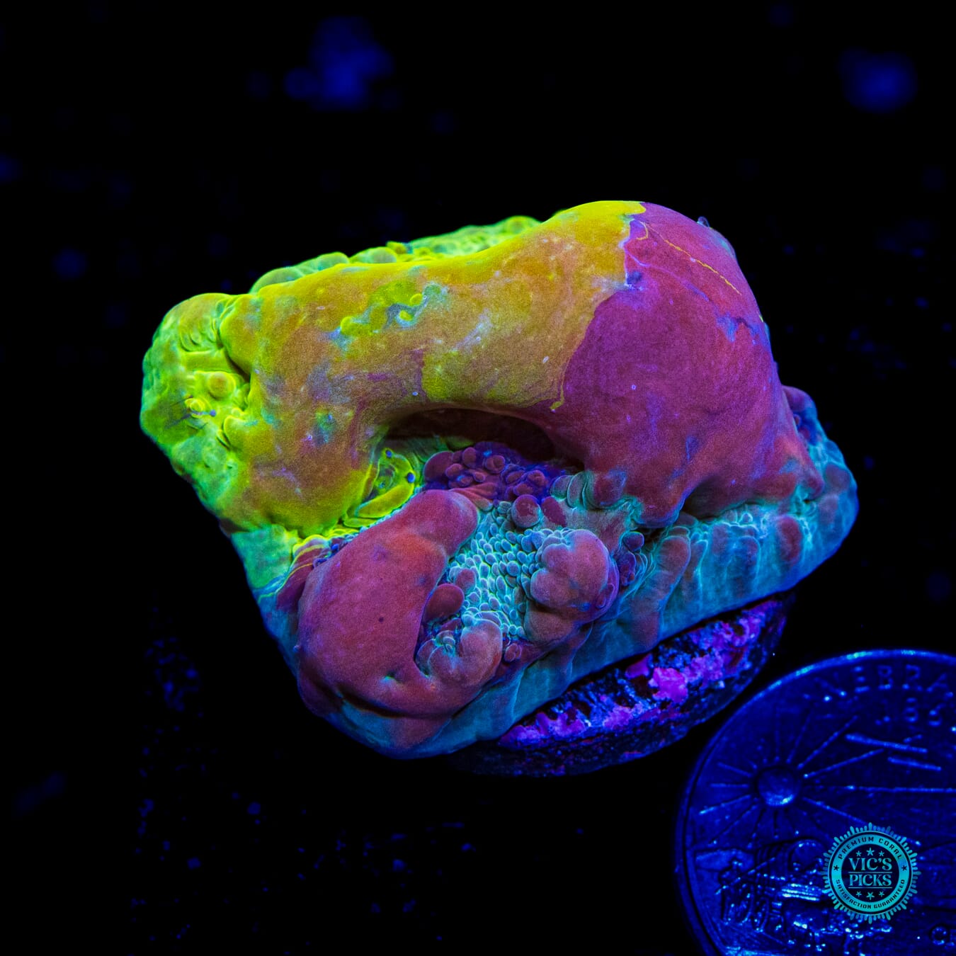 WWC Cosmic Candy Bounce Chalice - Daylight Photo