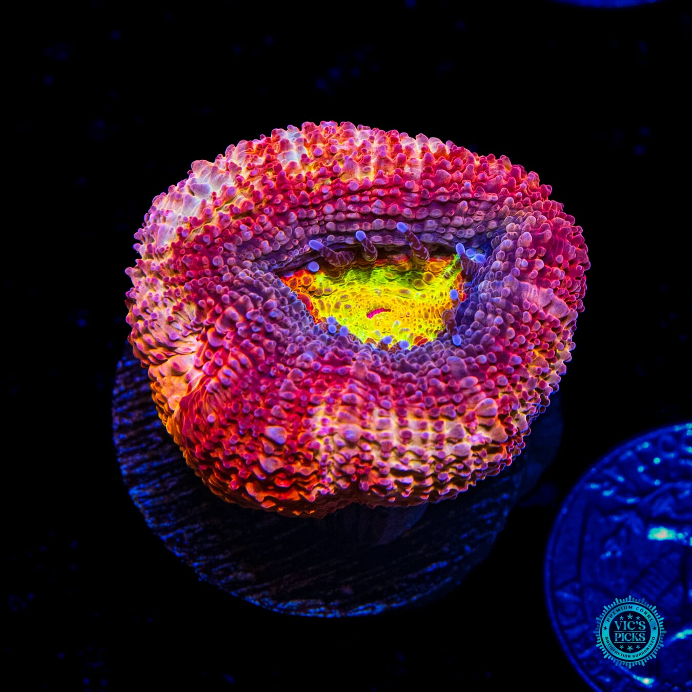 WWC Master of the Elements Bowerbanki - Daylight Photo