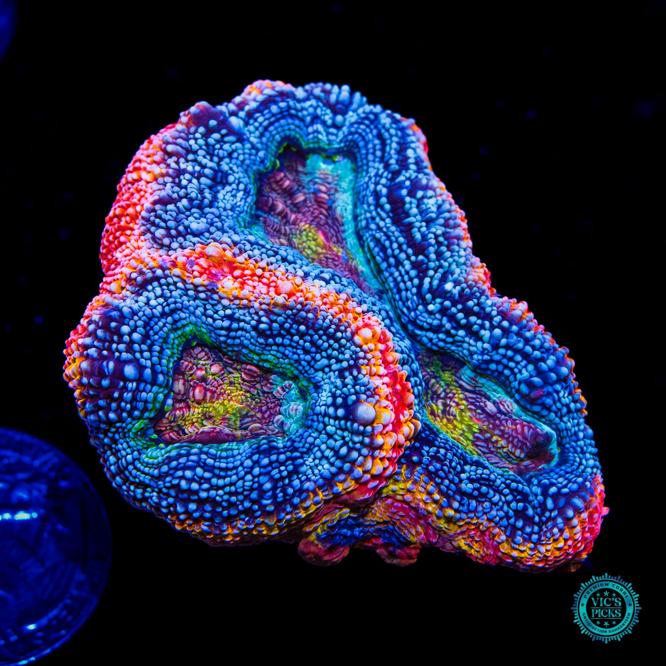 WWC Obliterator Bowerbanki - Daylight Photo