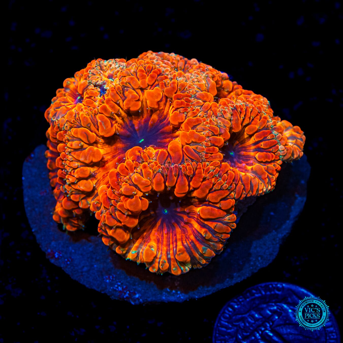 Jurassic Gem Blastomussa - Daylight Photo