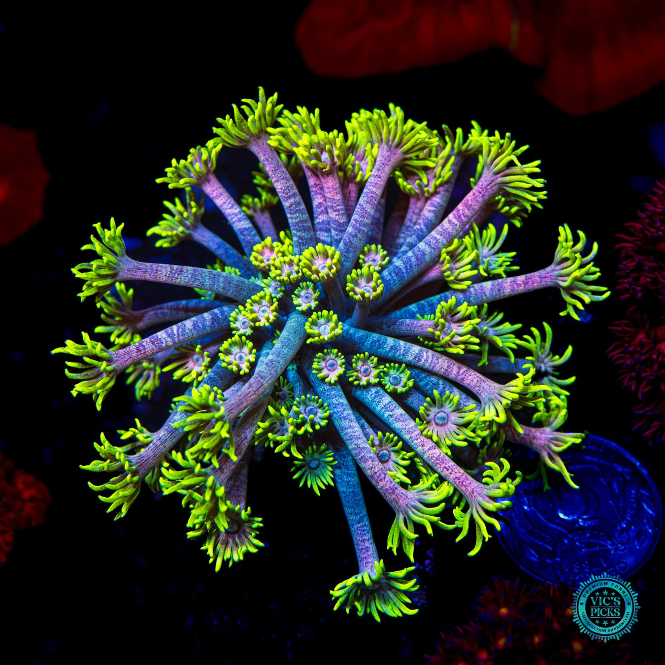 WWC Hail Hydra Goniopora - Daylight Photo