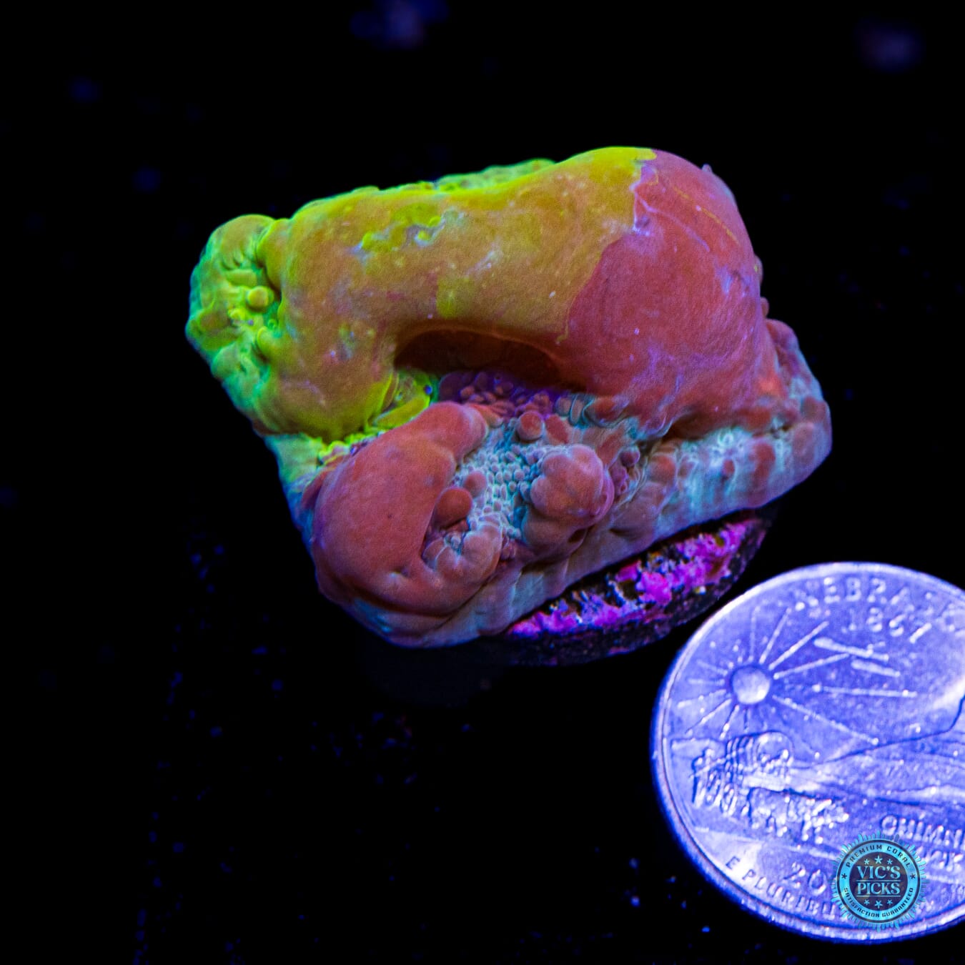 WWC Cosmic Candy Bounce Chalice - Actinic Photo