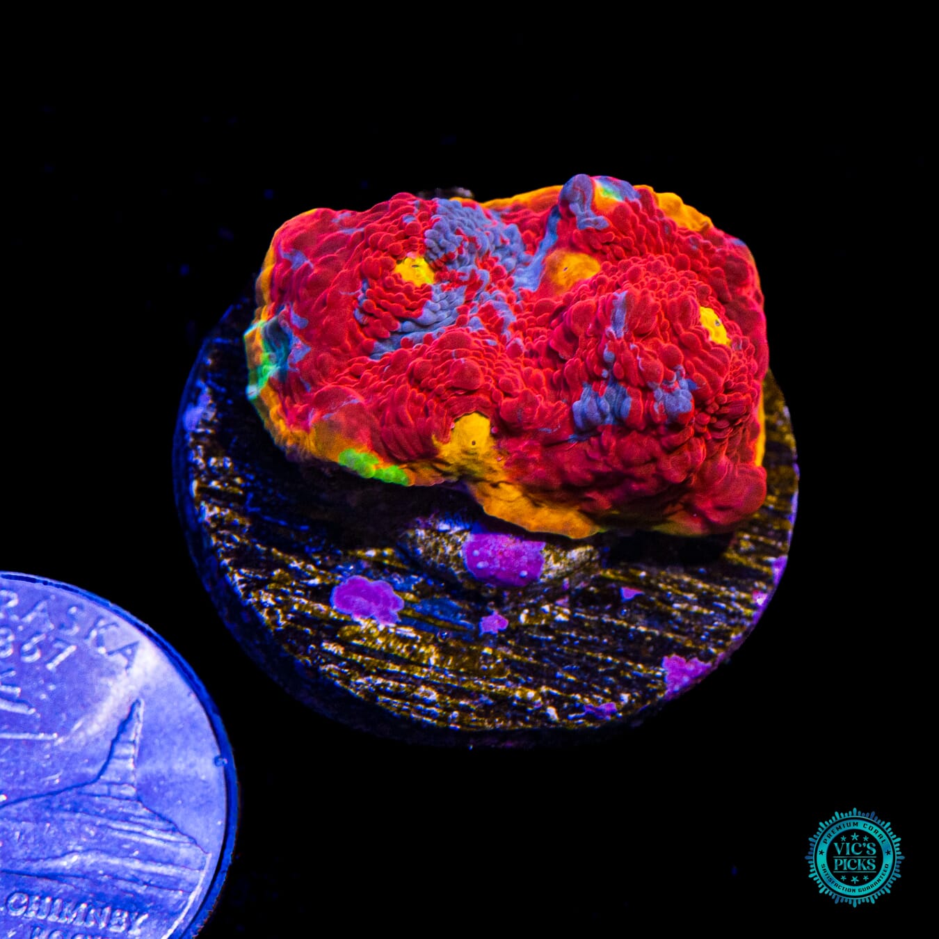 WWC Knockout Rainbow Chalice - Actinic Photo