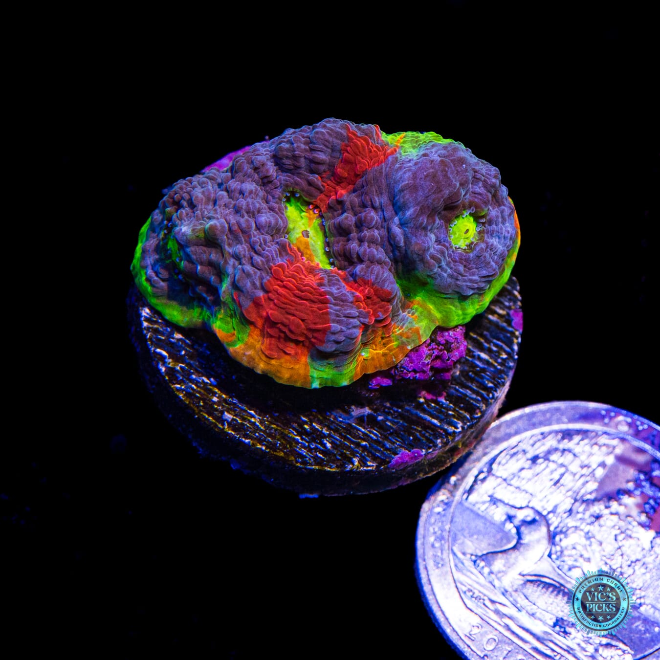 WWC Jellybean Rainbow Chalice - Actinic Photo