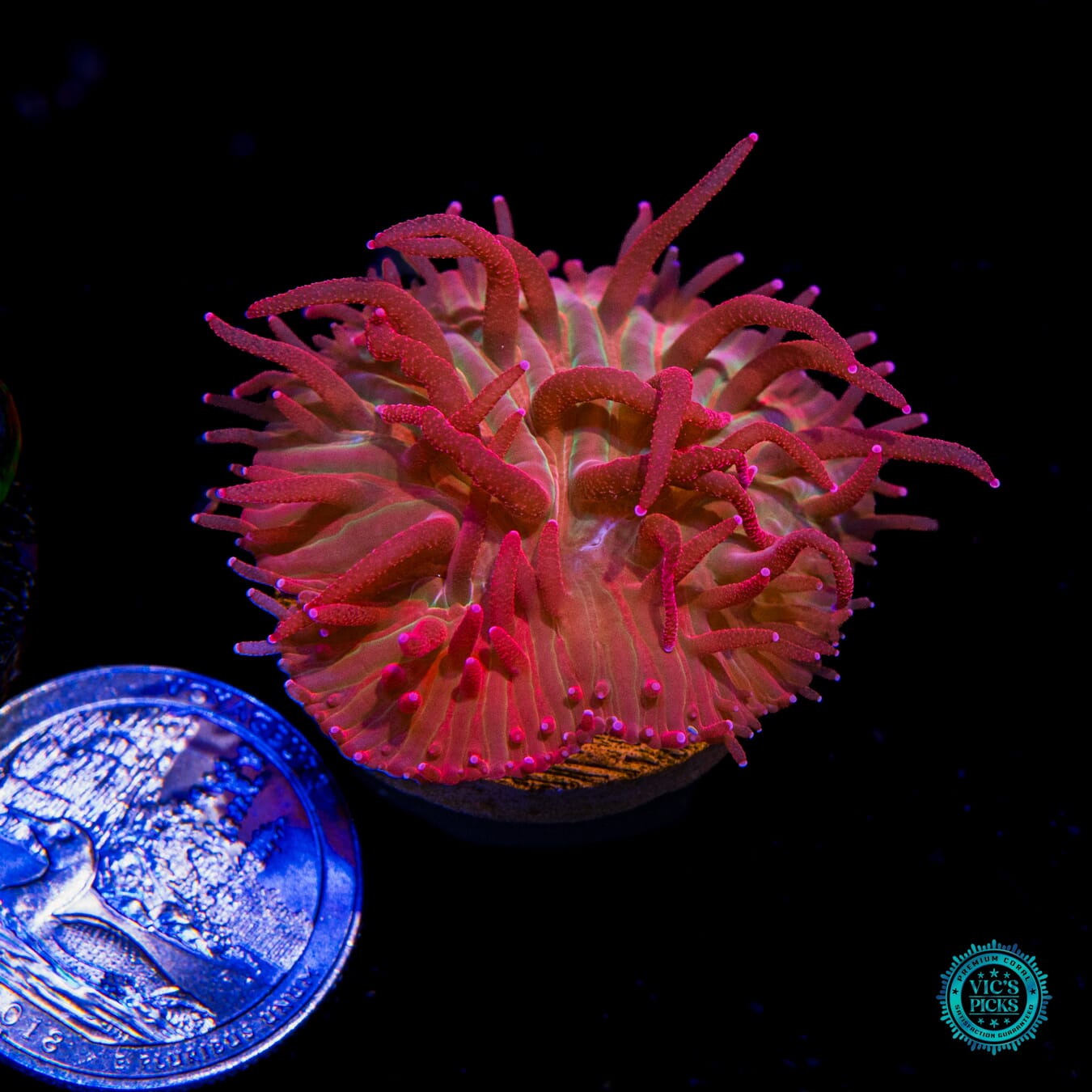WWC Zombie Apocalypse Diaseris Plate - Actinic Photo