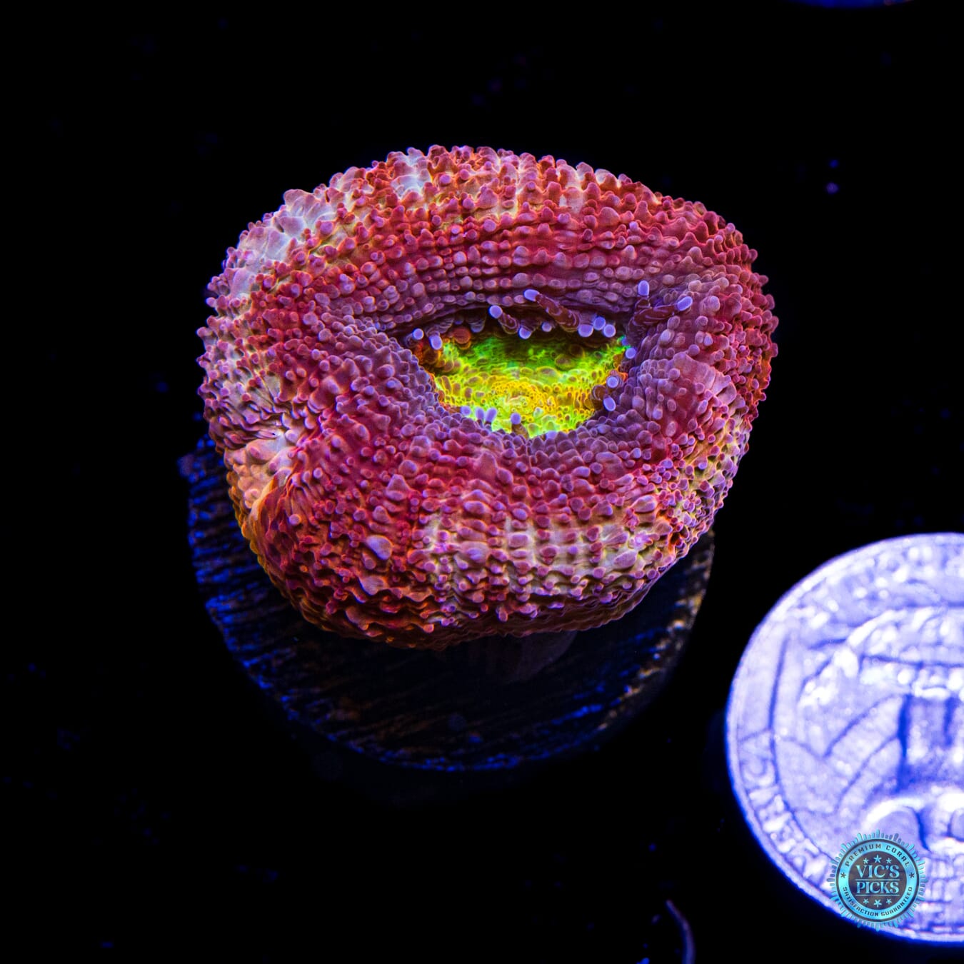 WWC Master of the Elements Bowerbanki - Actinic Photo